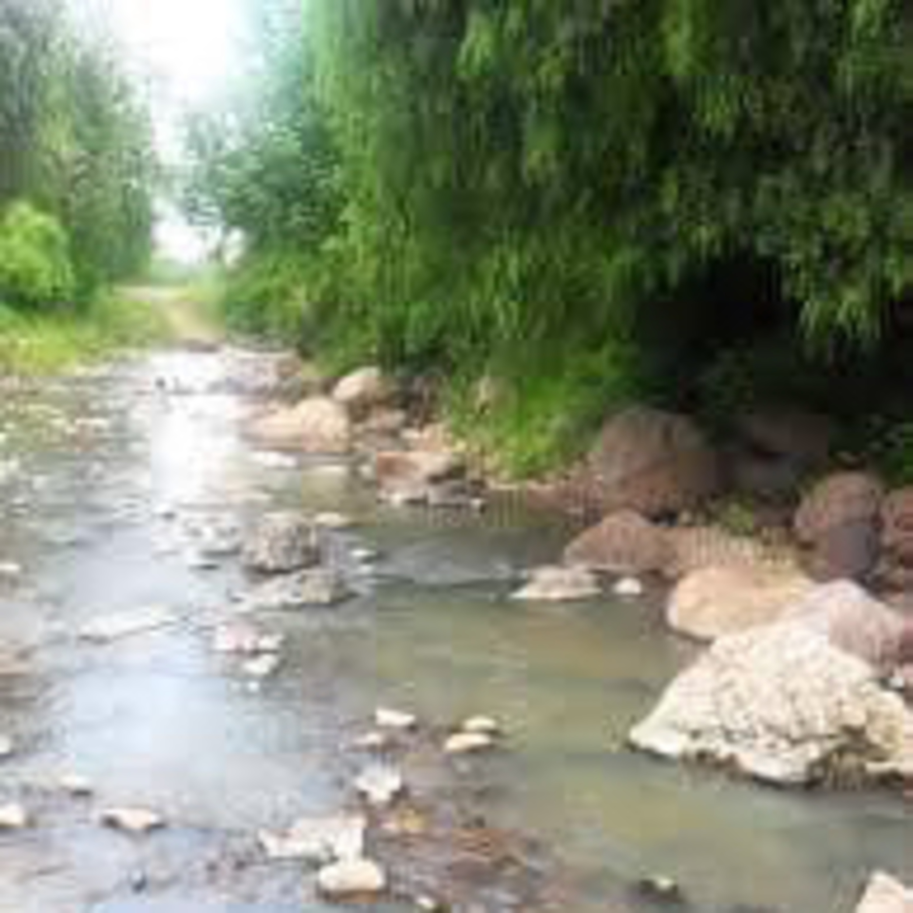 Arita de Cebolla