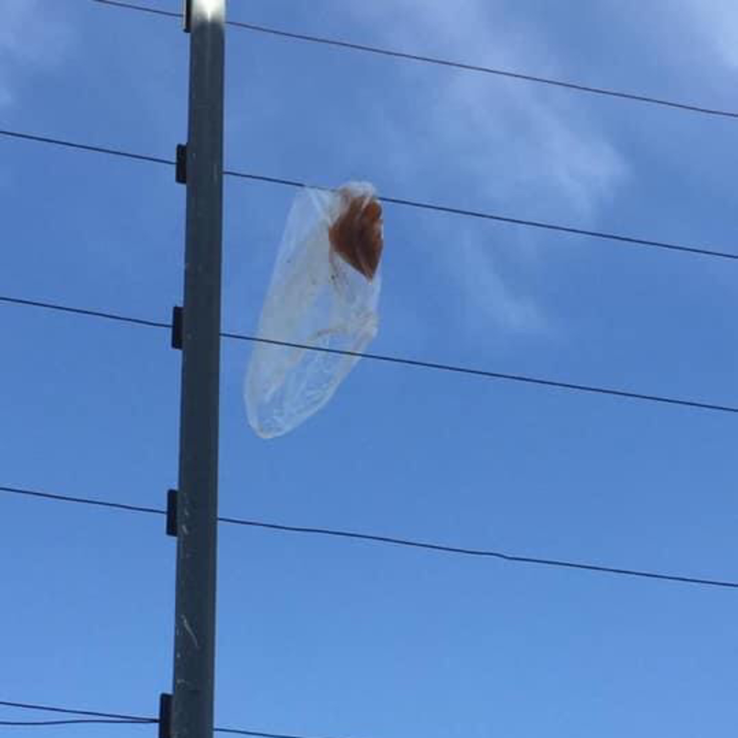 Arita de Cebolla