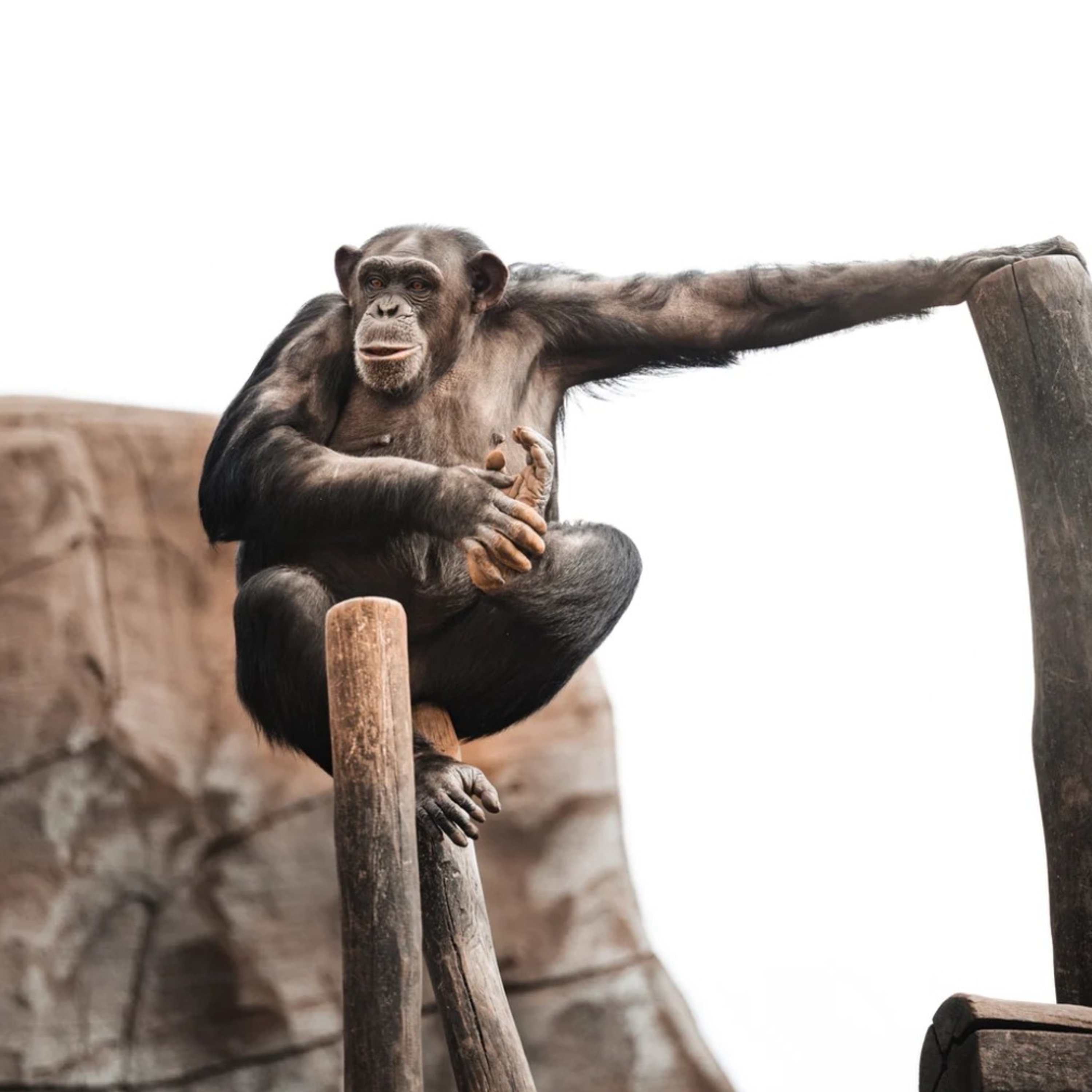 The 10 smartest animals on earth