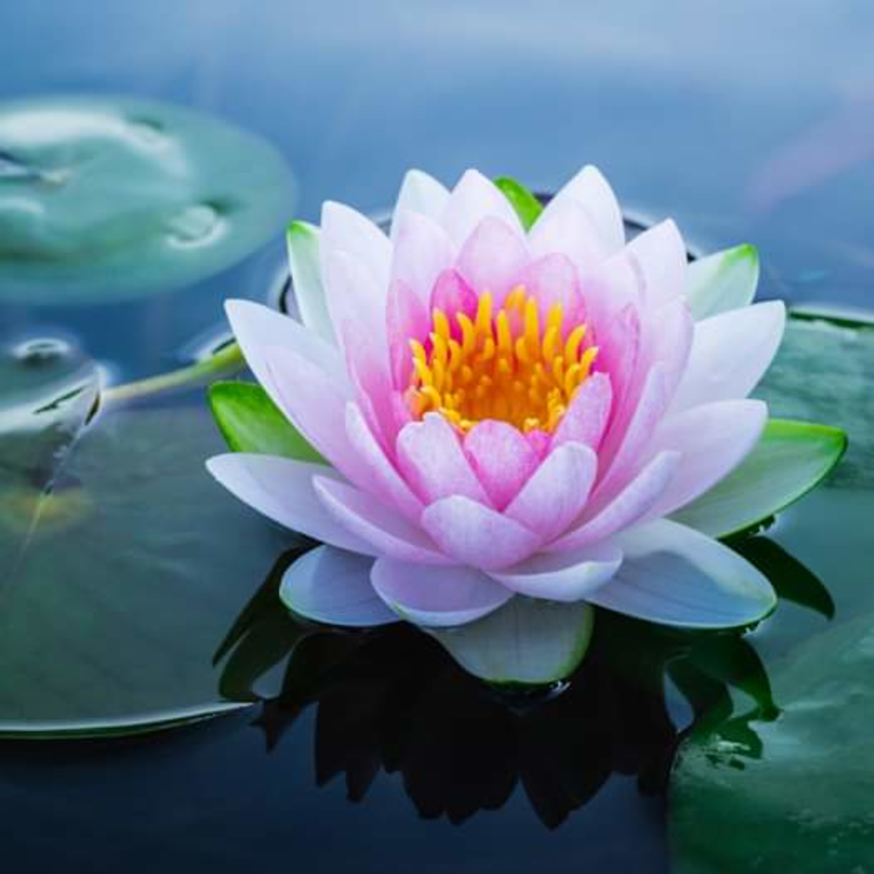 SPIRITUAL EVOLUTION