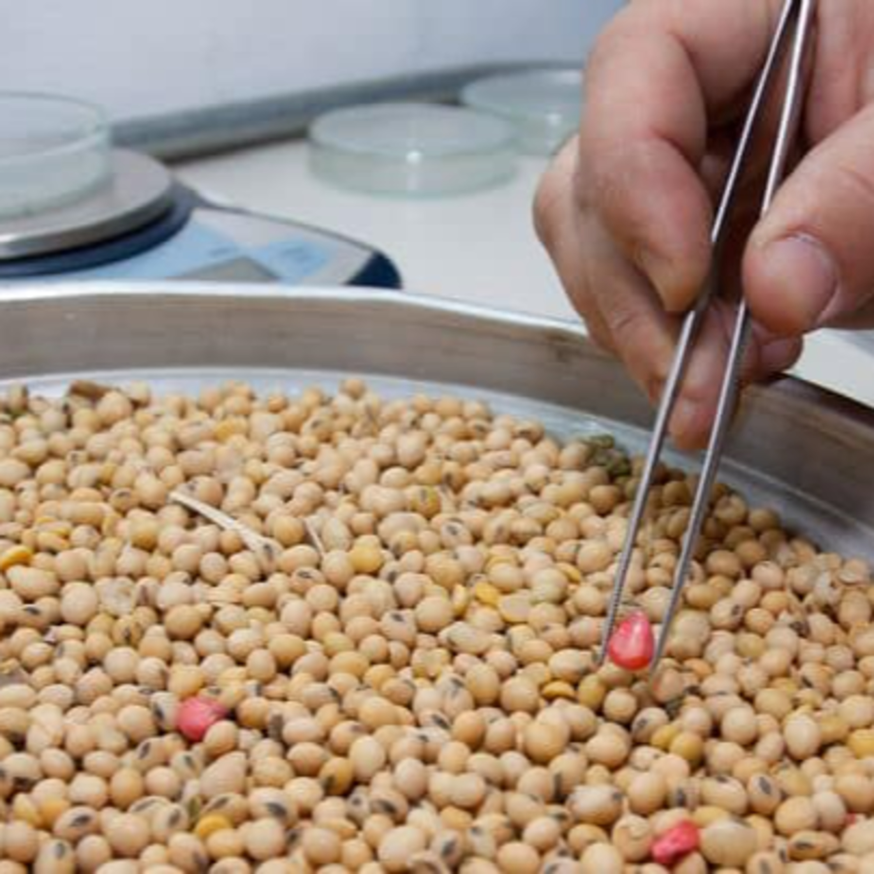 Nutrilyme. Reflexiones sobre nutrición en enfermedad de Lyme y patologías asociadas.