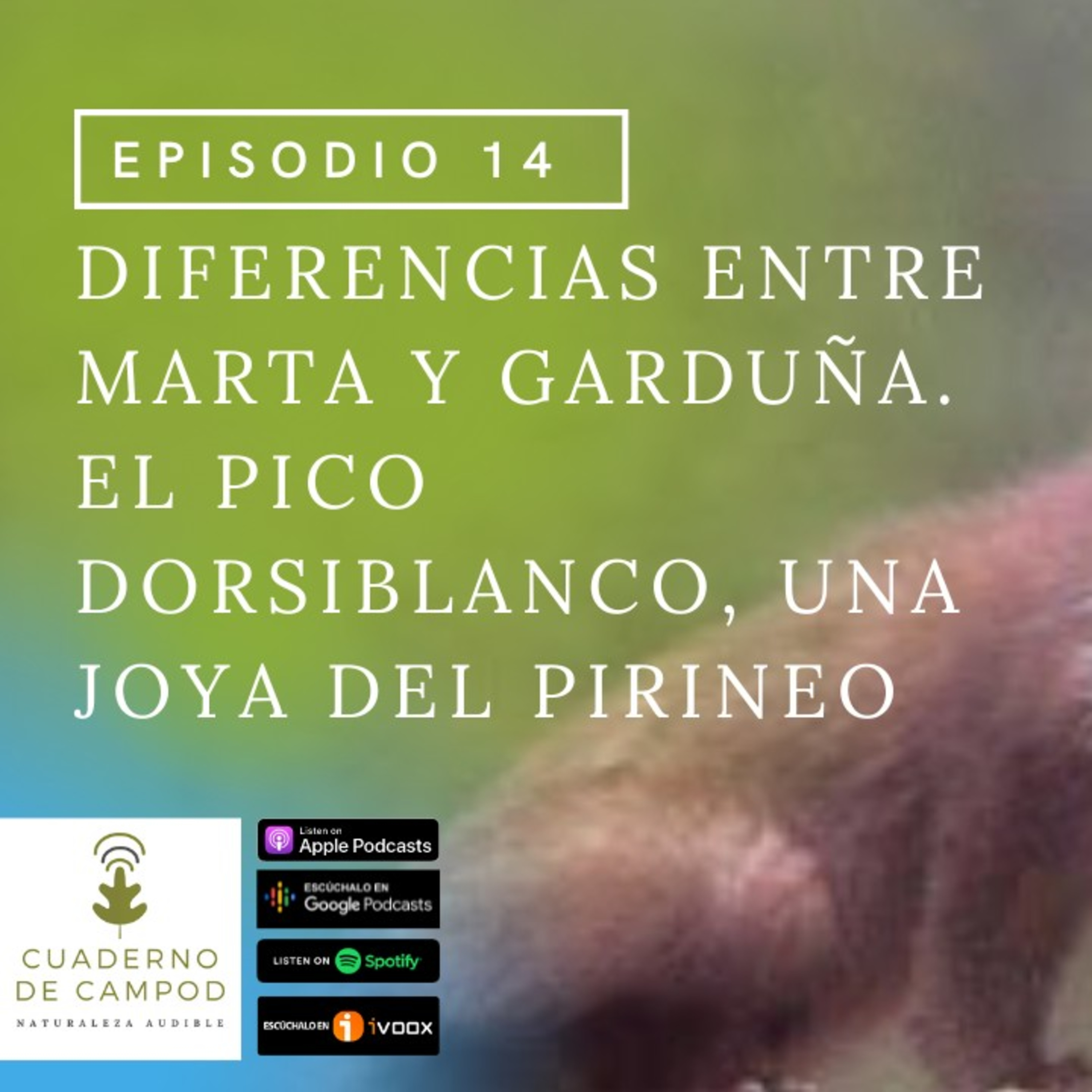 El pico dorsiblanco una joya del Pirineo. Diferencias entre Marta y Graduña. #14 episode artwork