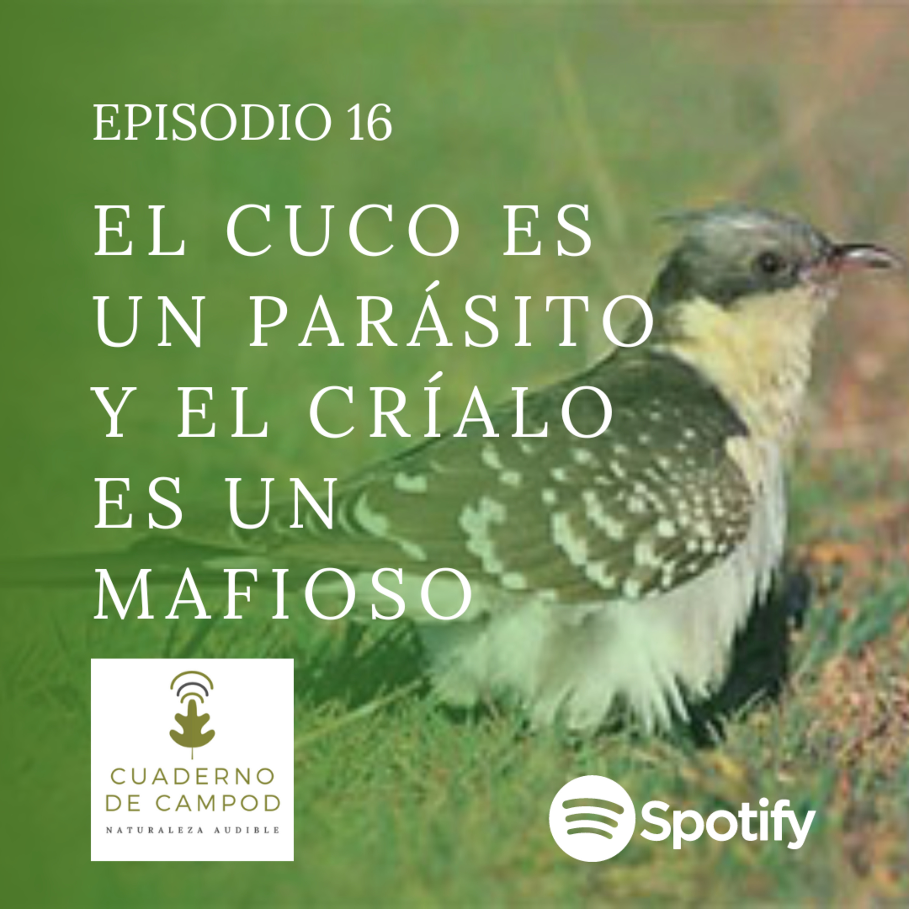 El Cuco es un parásito y el Críalo es un mafioso. #16