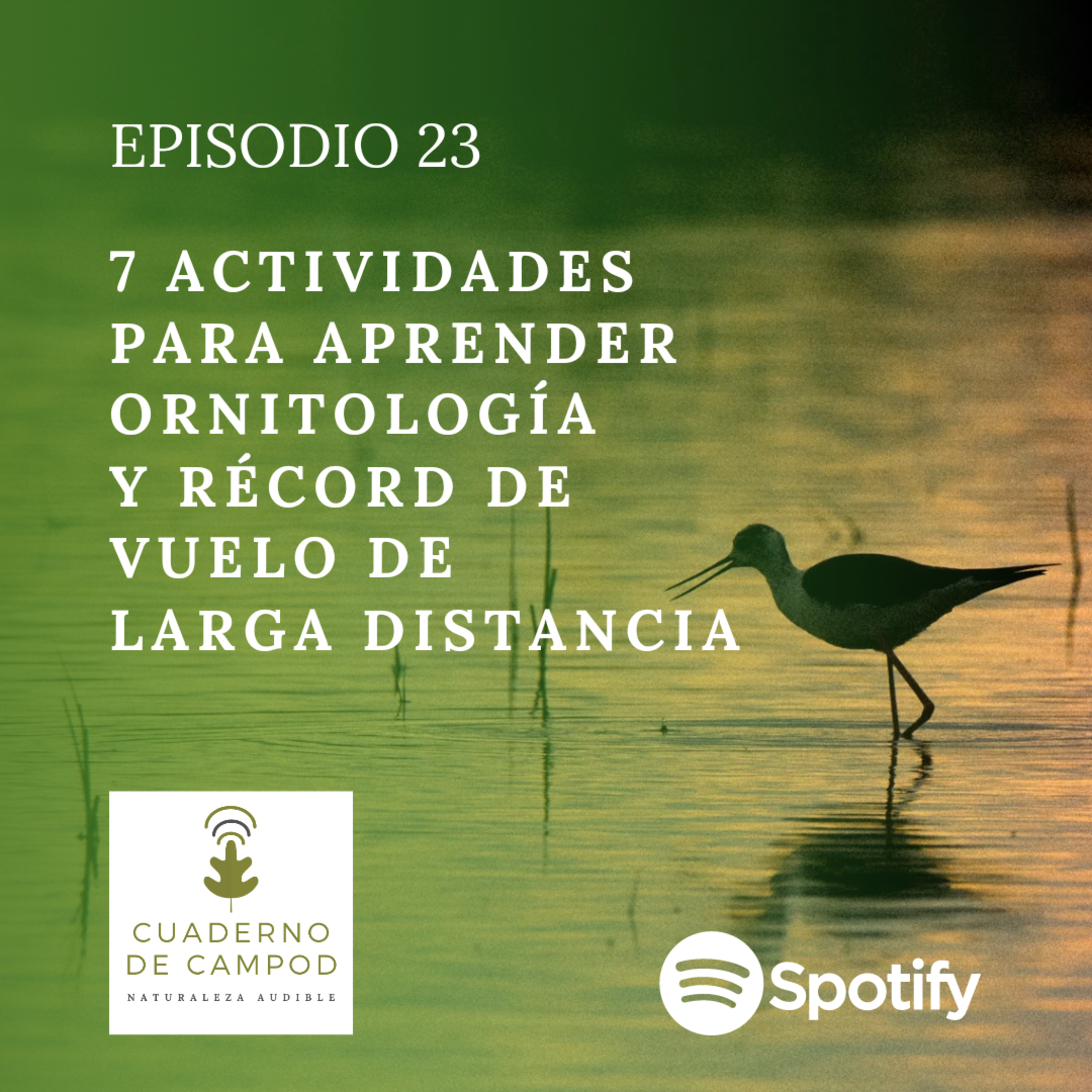 7 actividades para aprender ornitología y récord de vuelo de larga distancia. #23