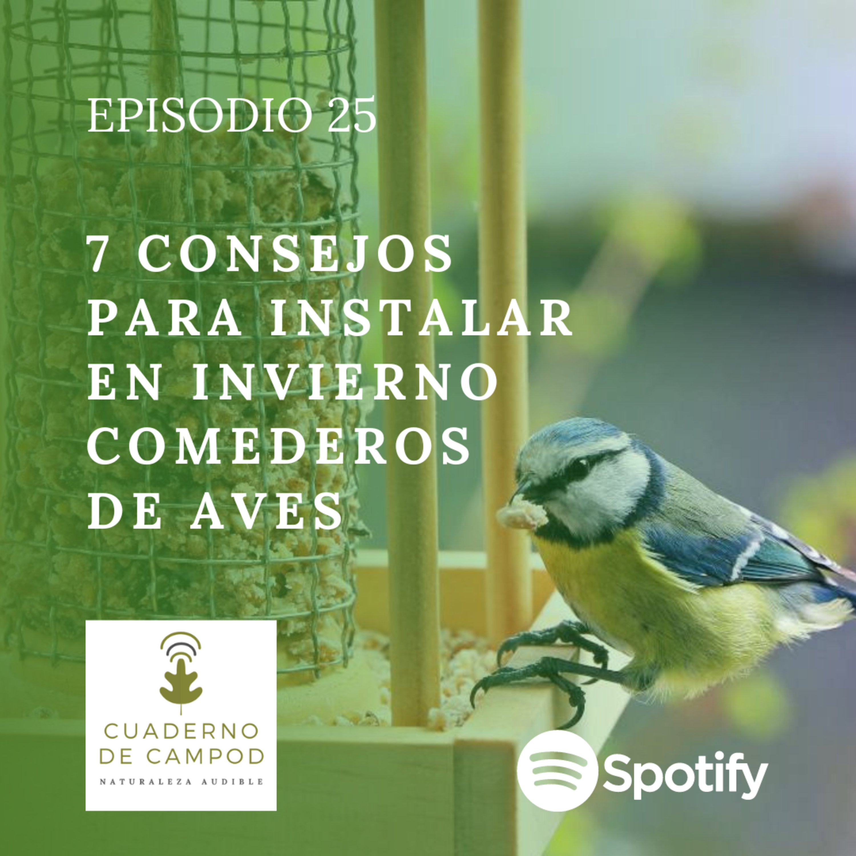 7 Consejos para instalar en invierno comederos de aves #25