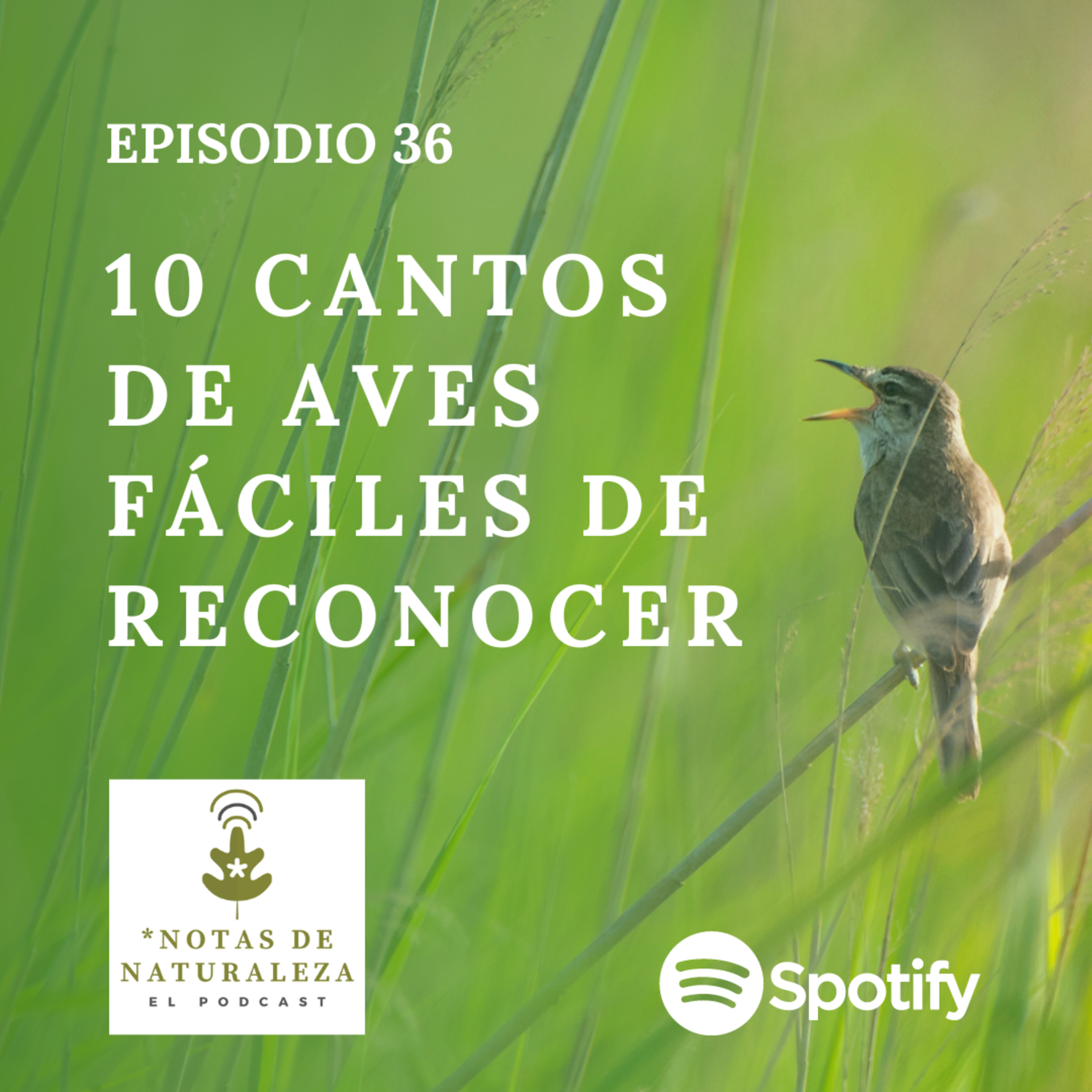 10 Cantos de aves fáciles de reconocer #36 episode artwork