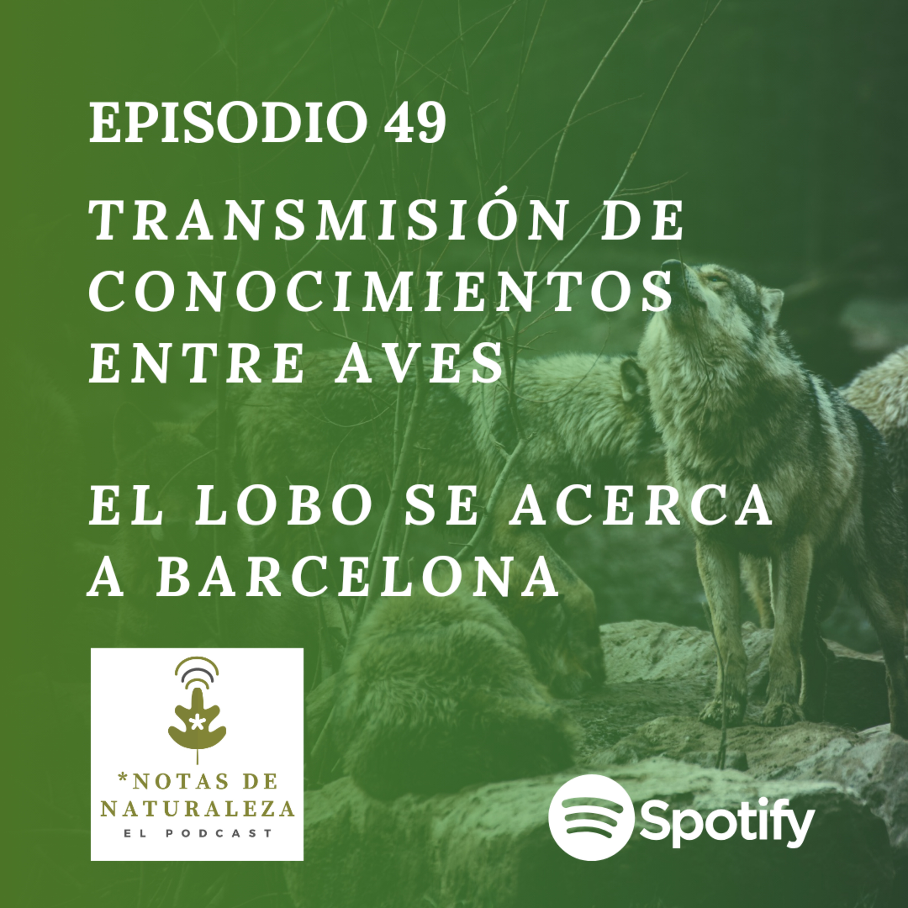 Transmisión de conocimientos entre aves y el lobo se acerca a Barcelona #49