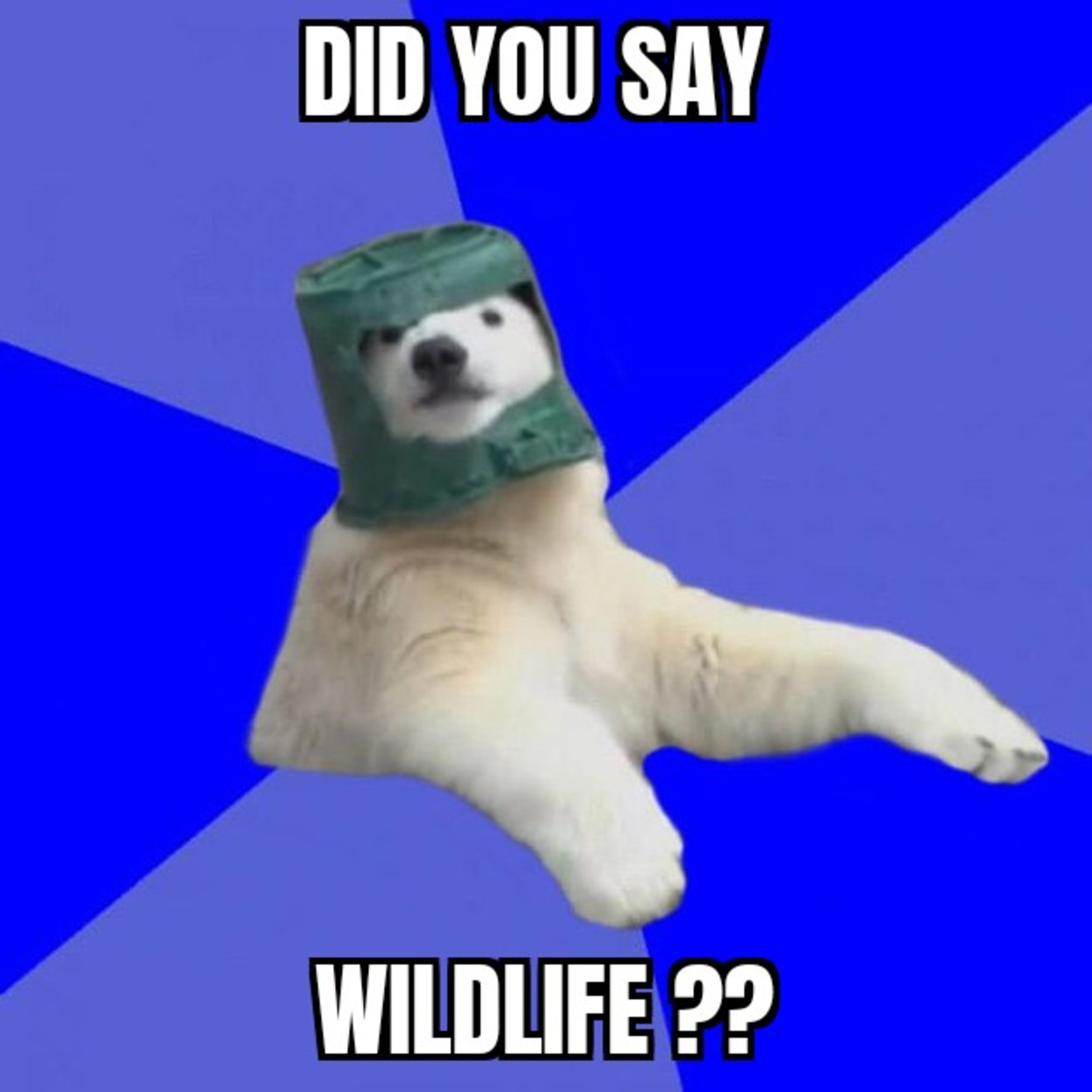 Wildlife With : Co Host Flower & Co Host Scooby doo episode artwork
