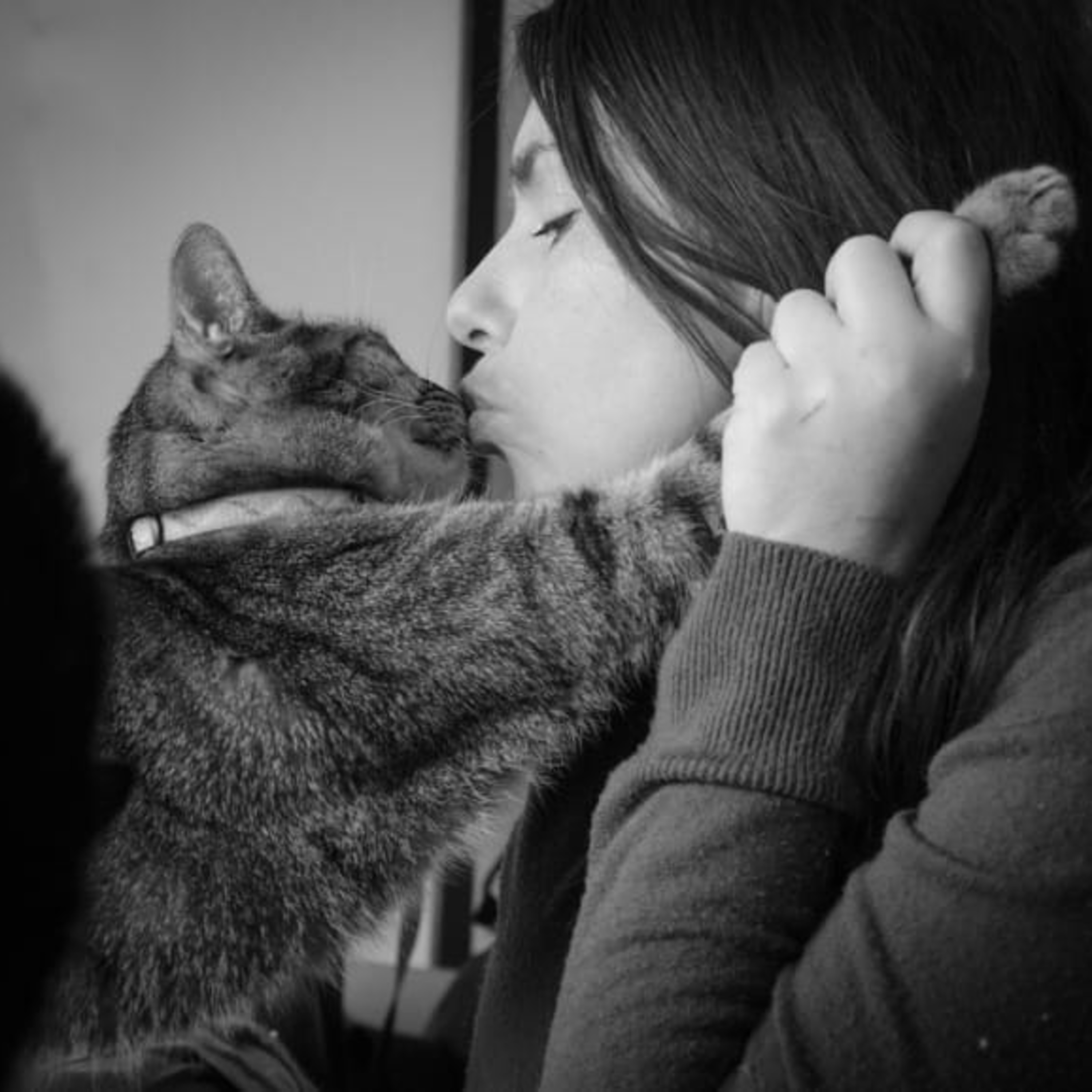 LA GATERA Medicina Felina para veterinarios... y Gatocuestiones para propietarios