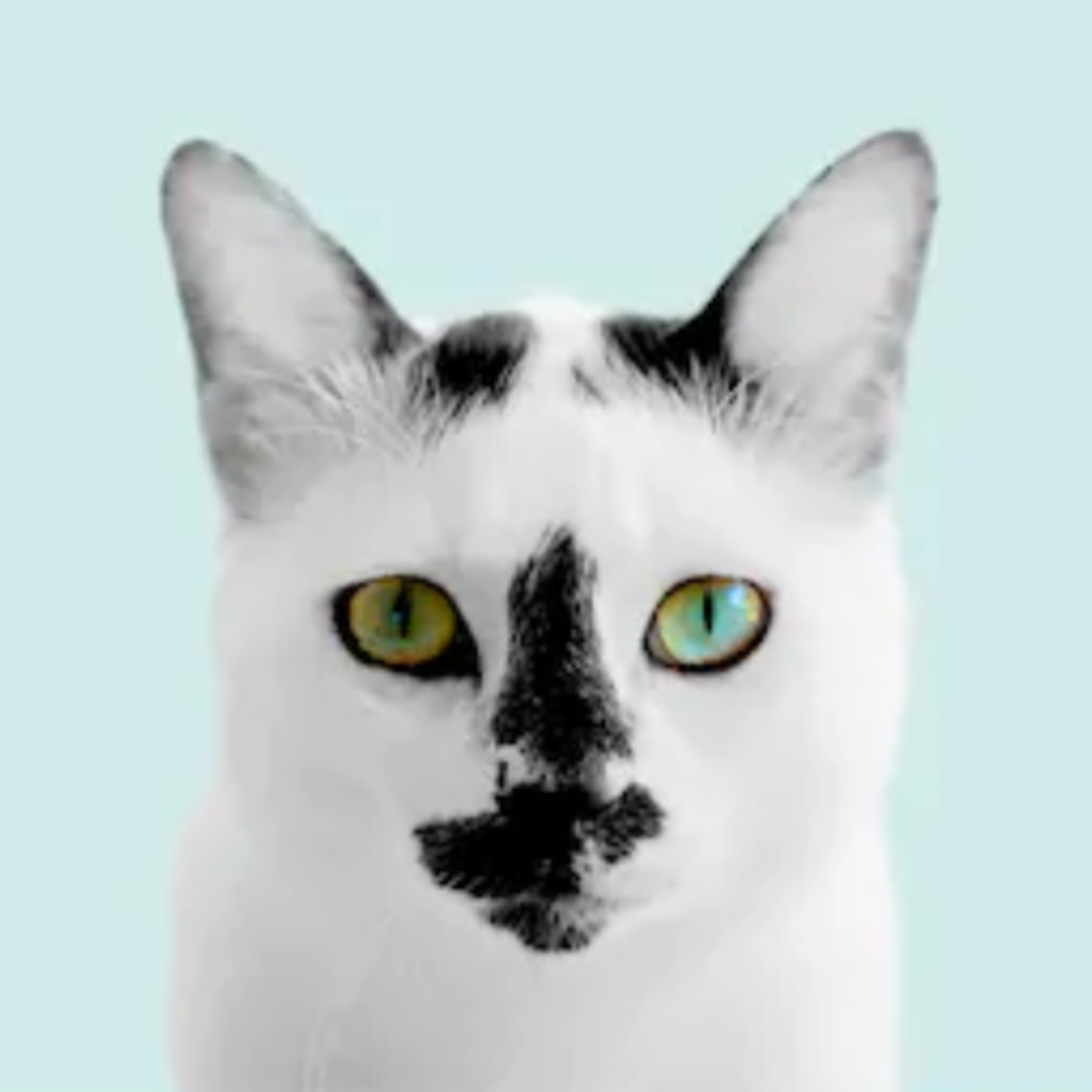 LA GATERA Medicina Felina para veterinarios... y Gatocuestiones para propietarios