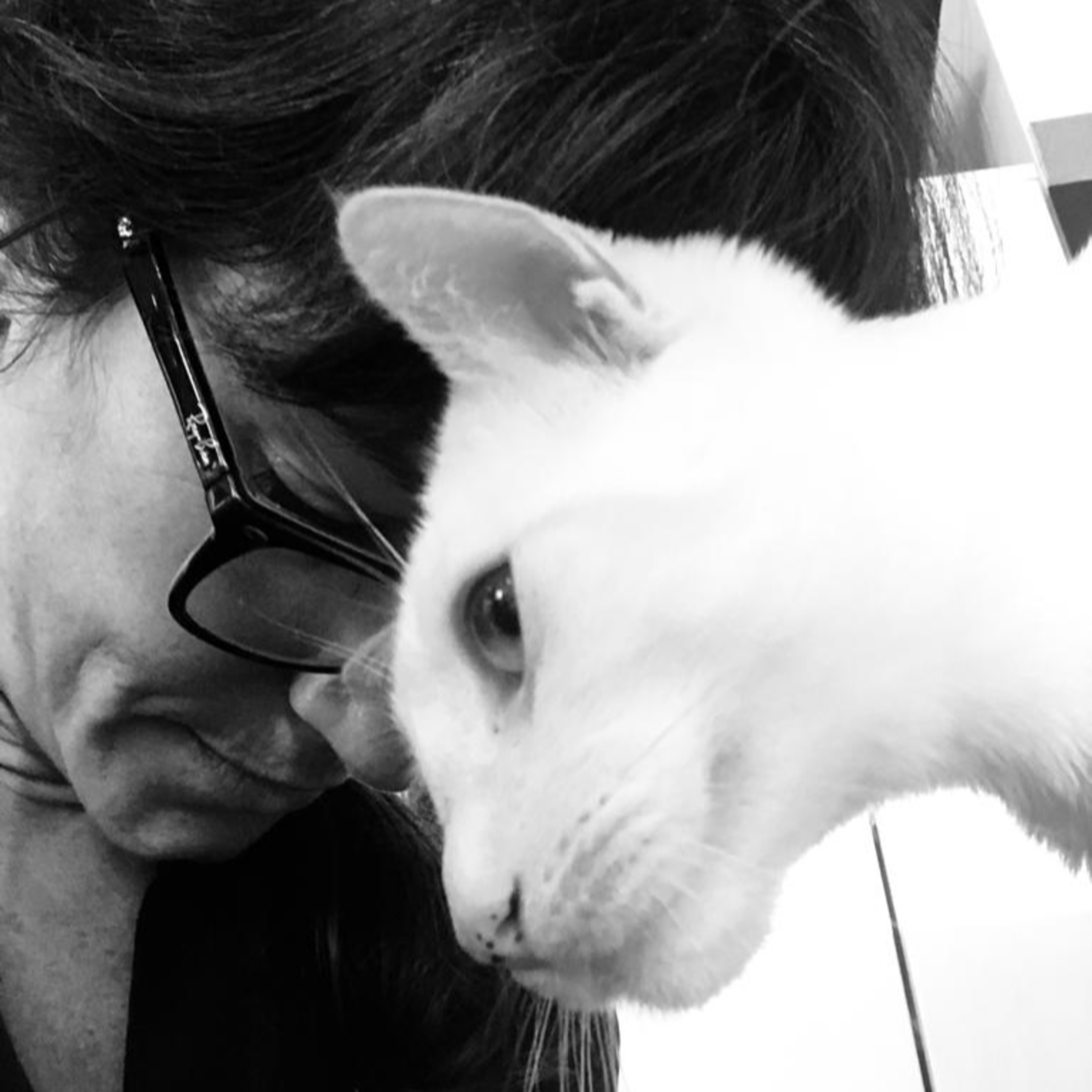 LA GATERA Medicina Felina para veterinarios... y Gatocuestiones para propietarios