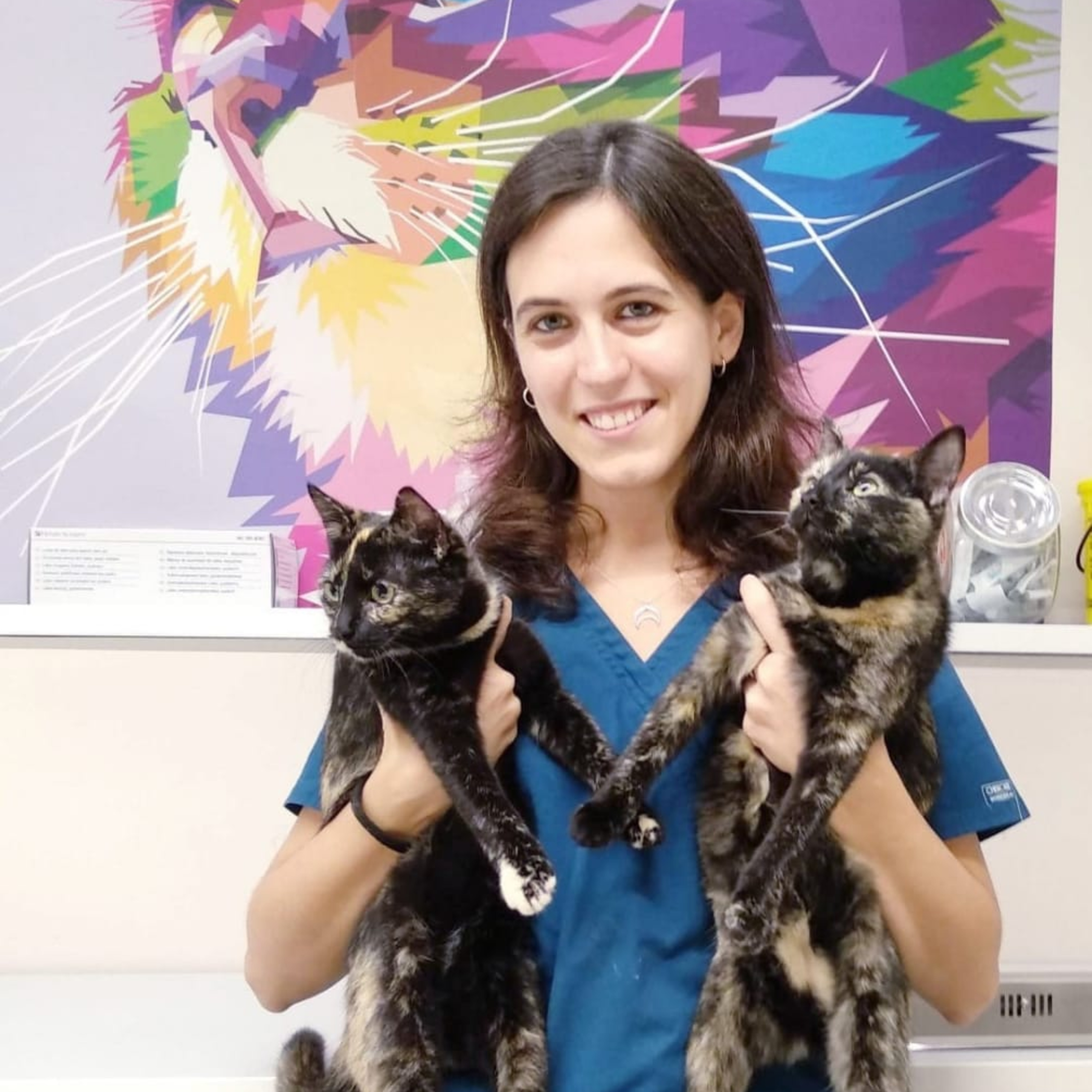 LA GATERA Medicina Felina para veterinarios... y Gatocuestiones para propietarios