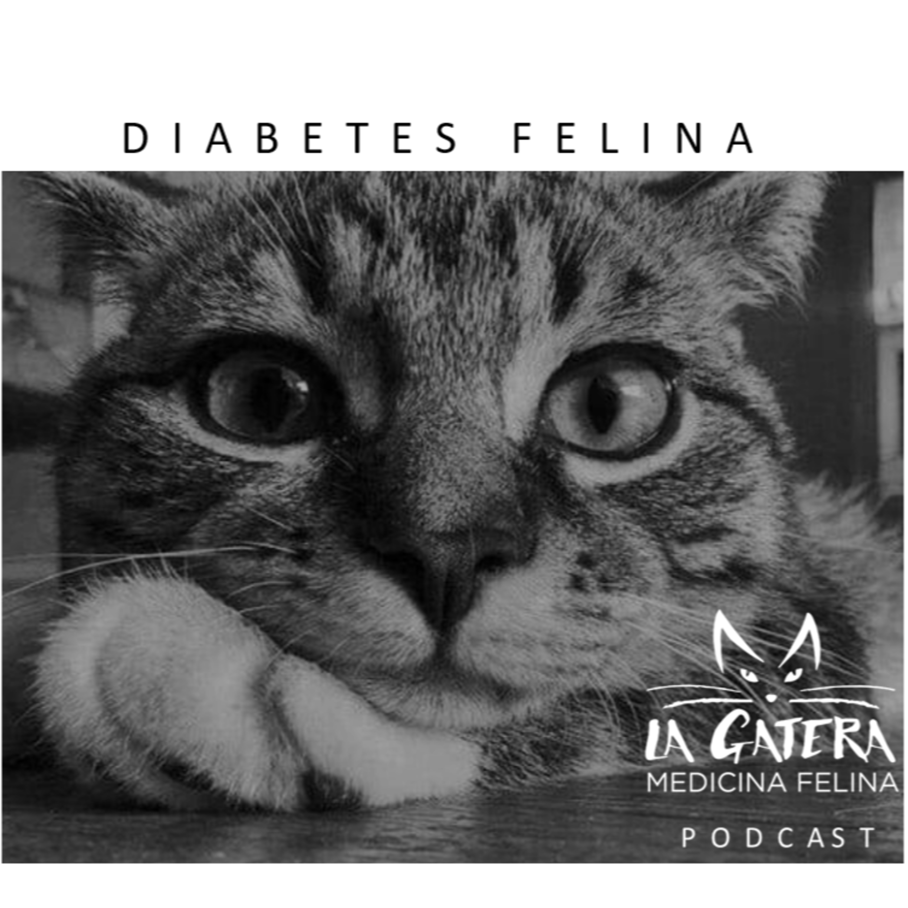 LA GATERA Medicina Felina para veterinarios... y Gatocuestiones para propietarios