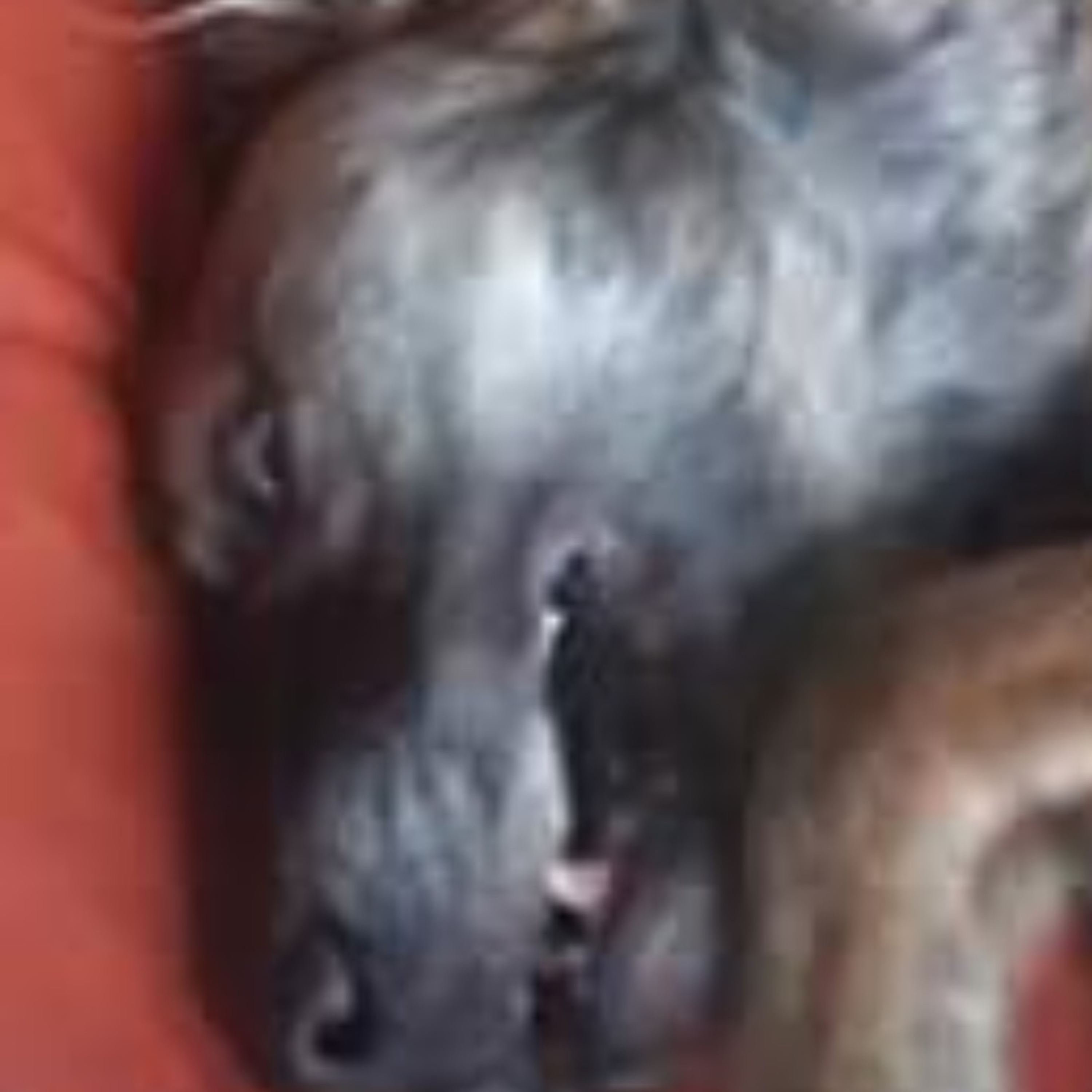 LordDarkTooth