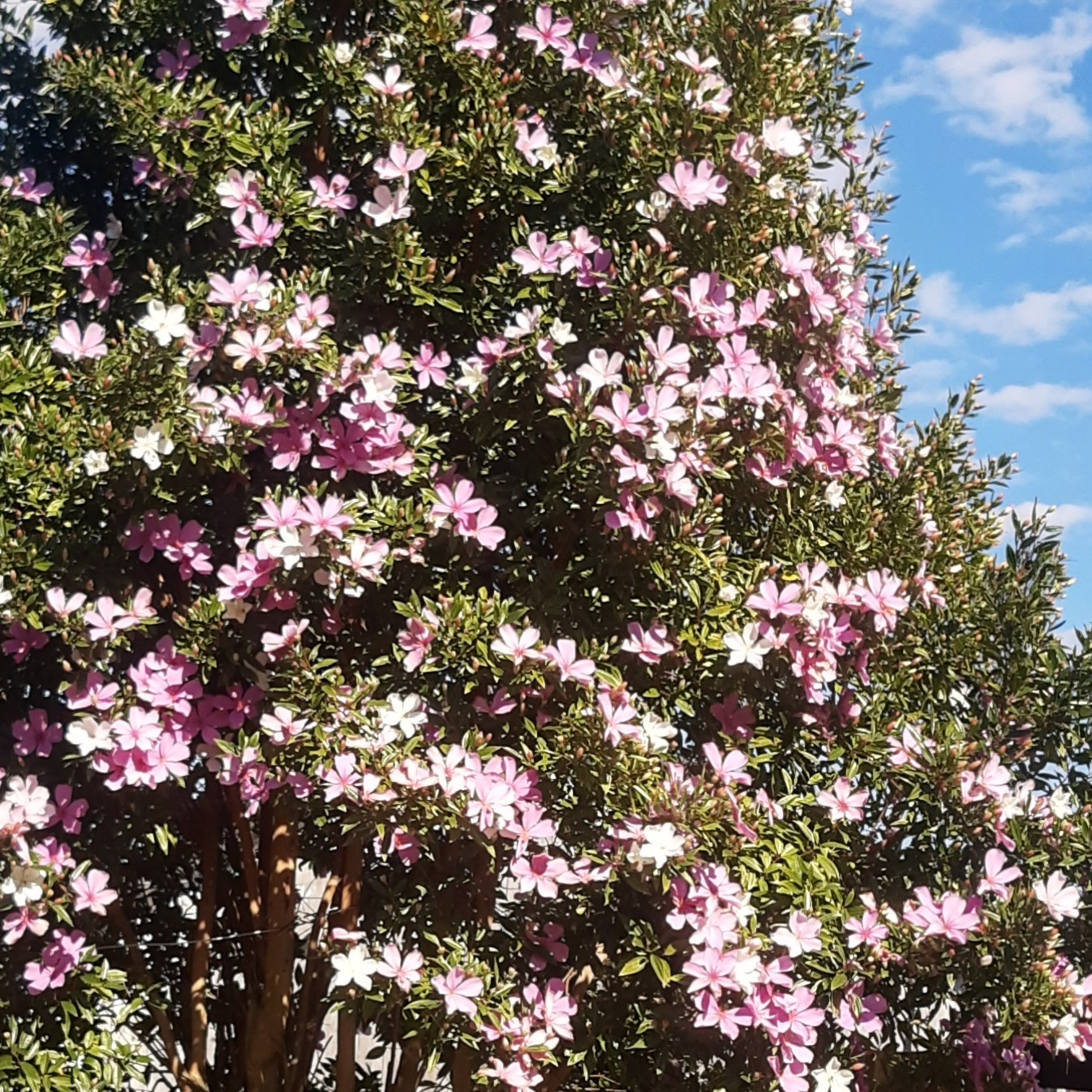 Cap 3.2 Milagres como percepção verdadeira  episode artwork