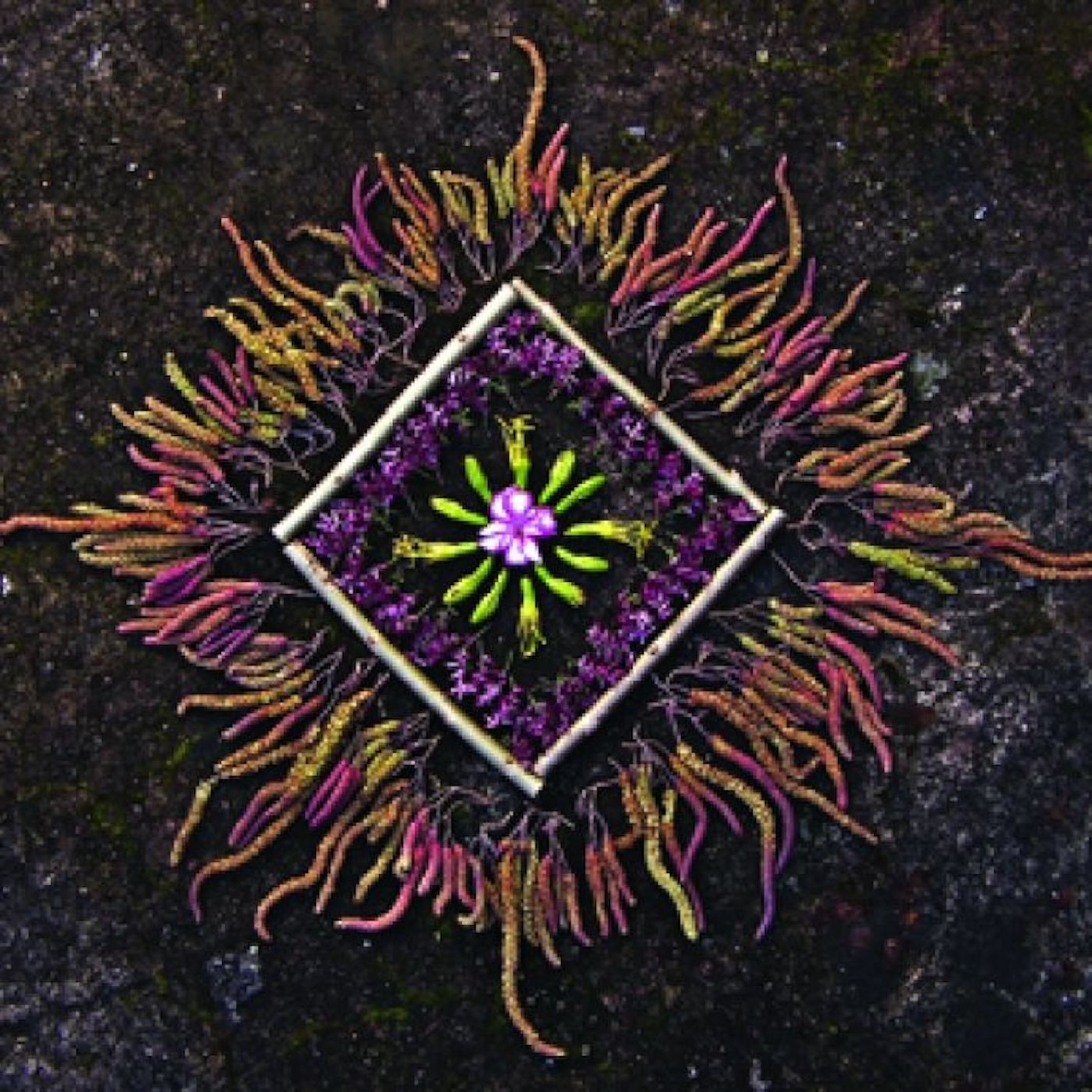 Welcome to Seed Tarot episode artwork