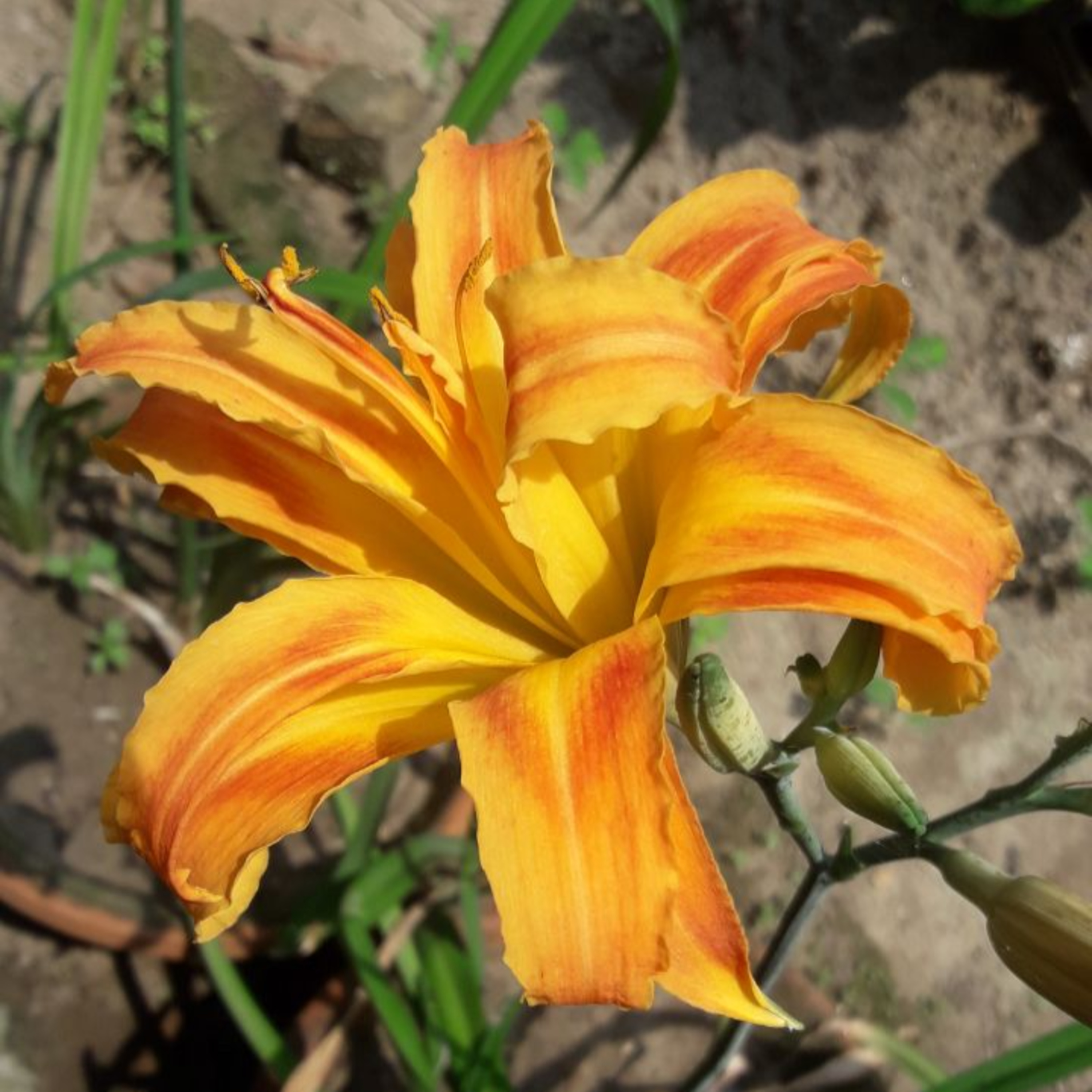 Rabindranath's Perception ON Nationalism.