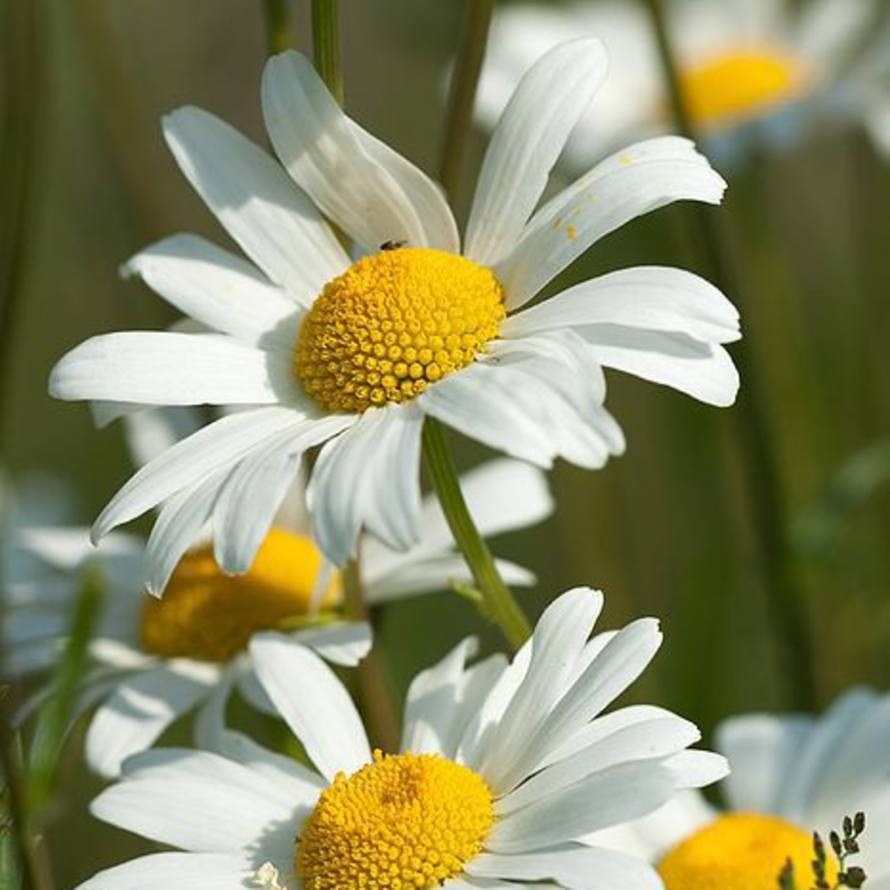 Lily Of The Valley