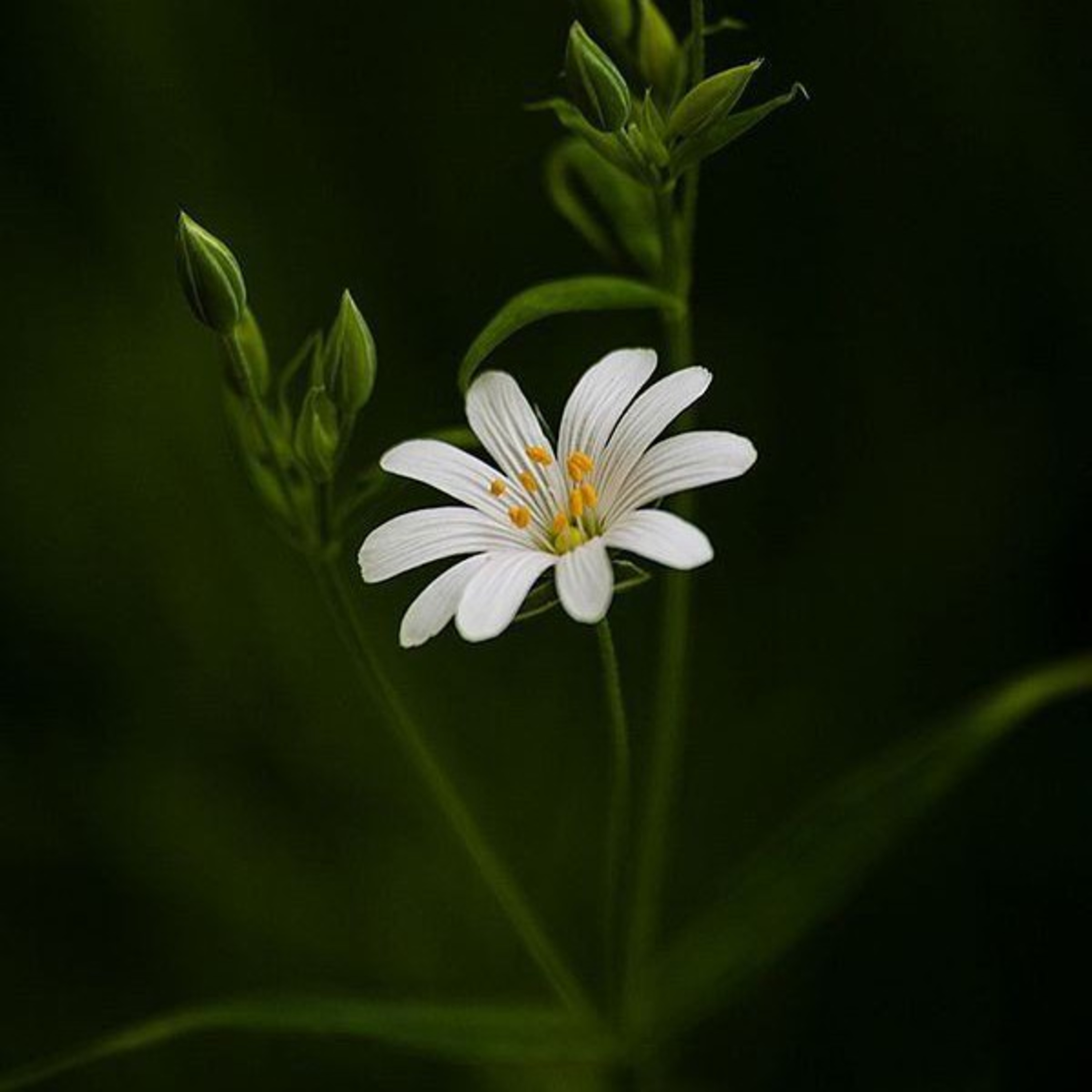 Lily Of The Valley