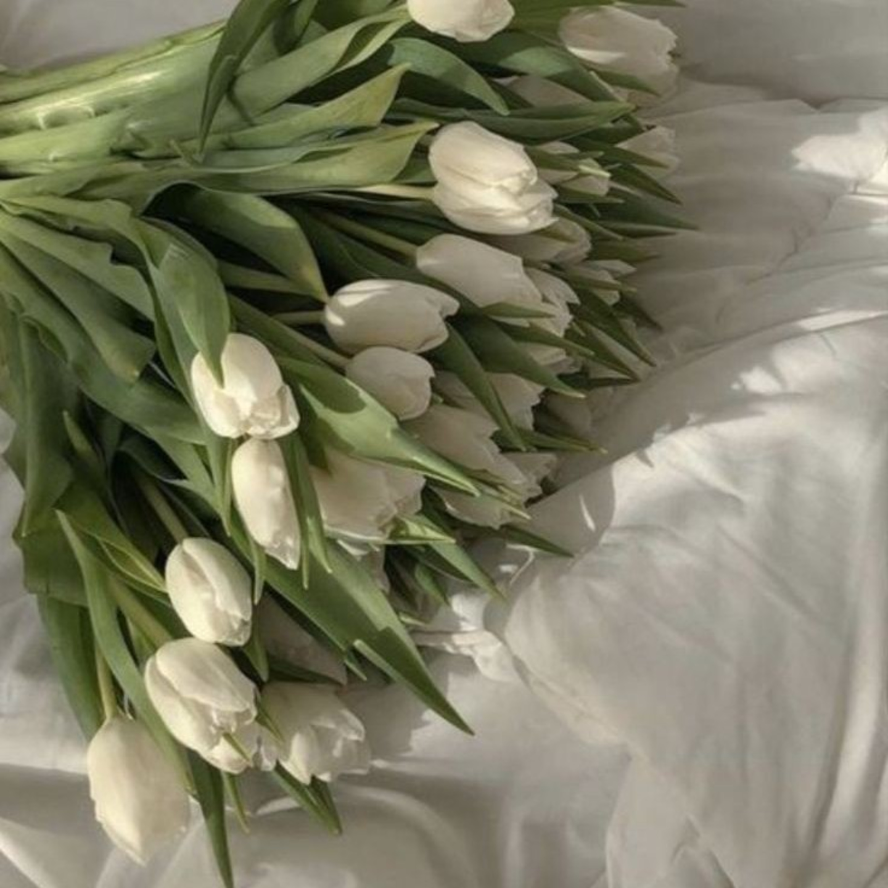 Lily Of The Valley