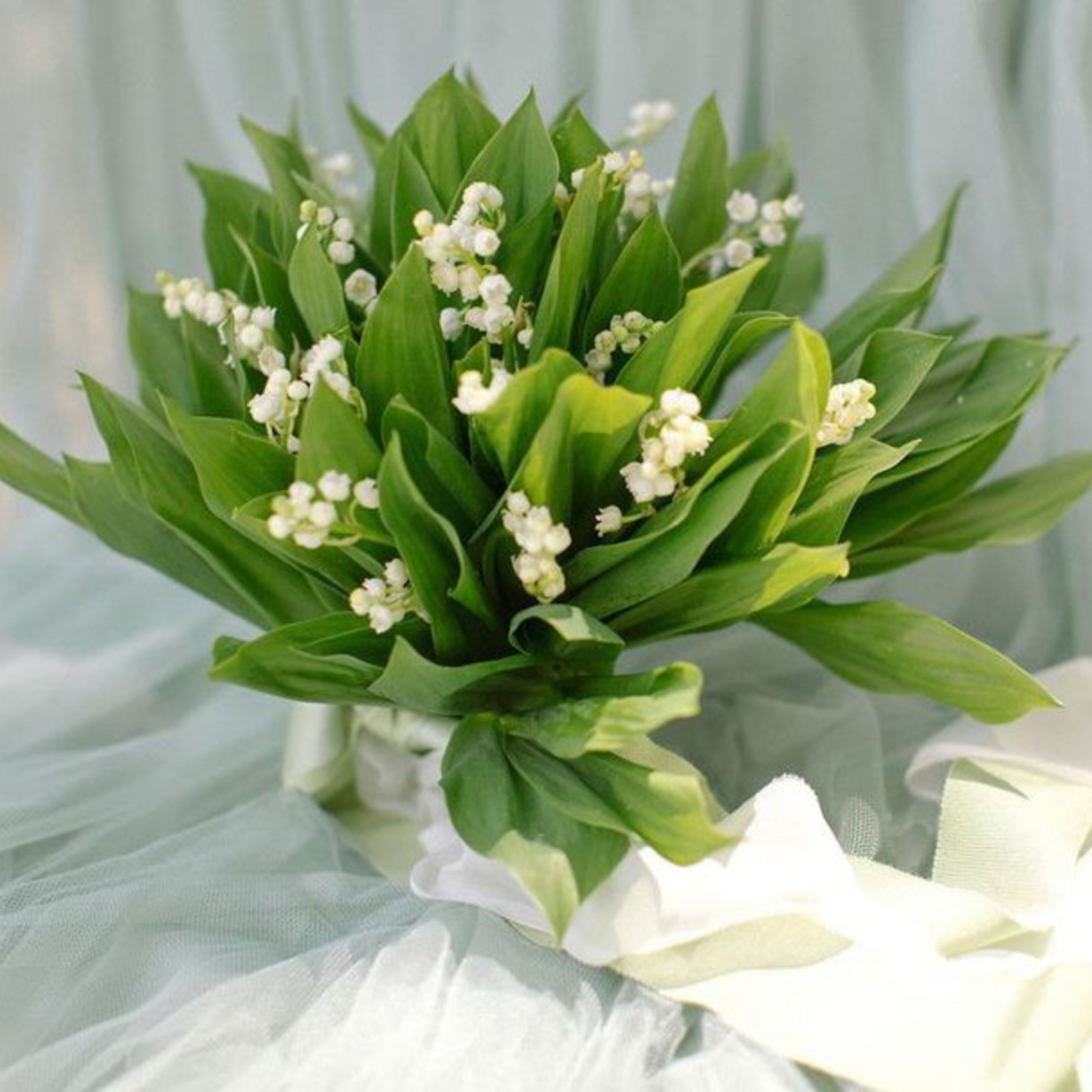 Lily Of The Valley