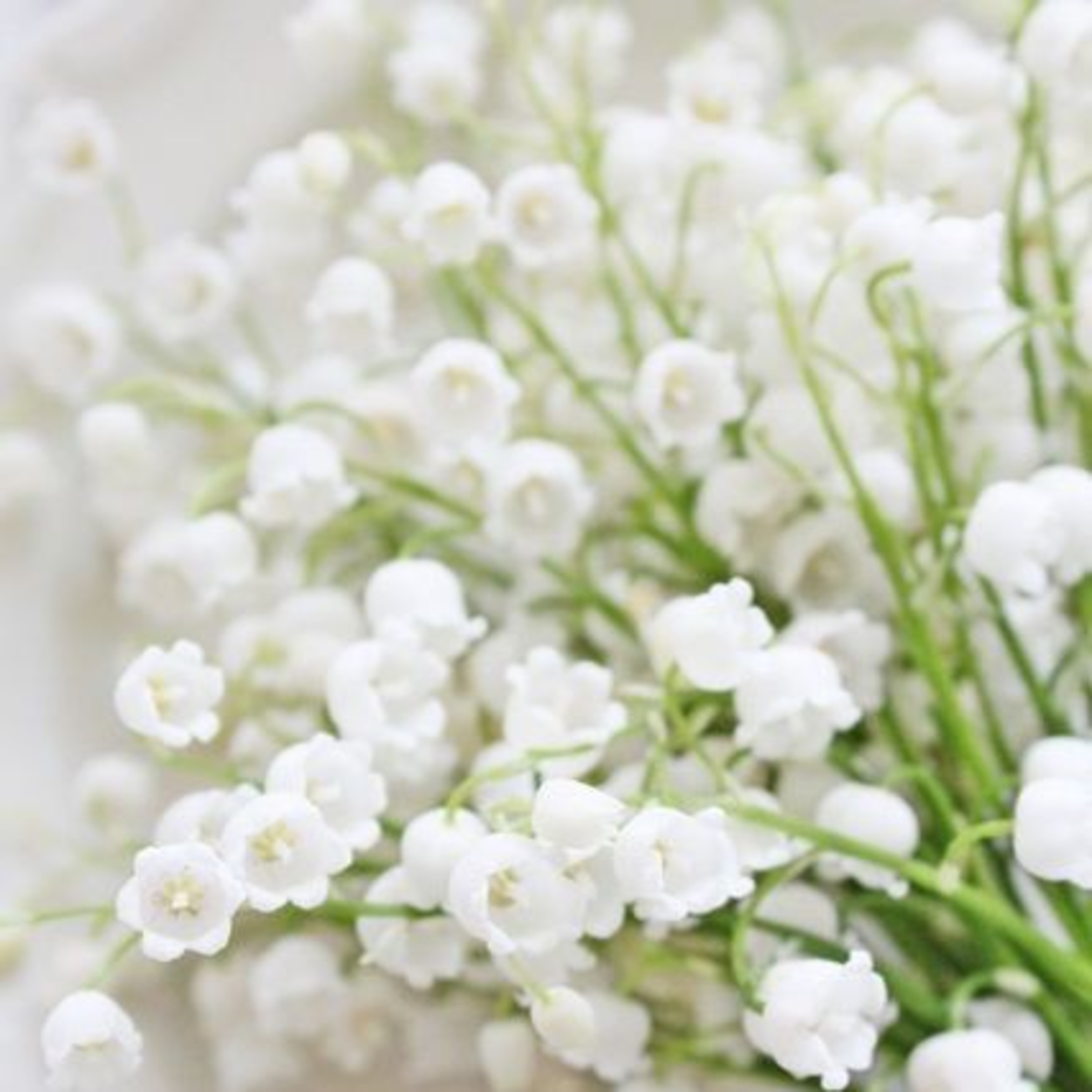 Lily Of The Valley