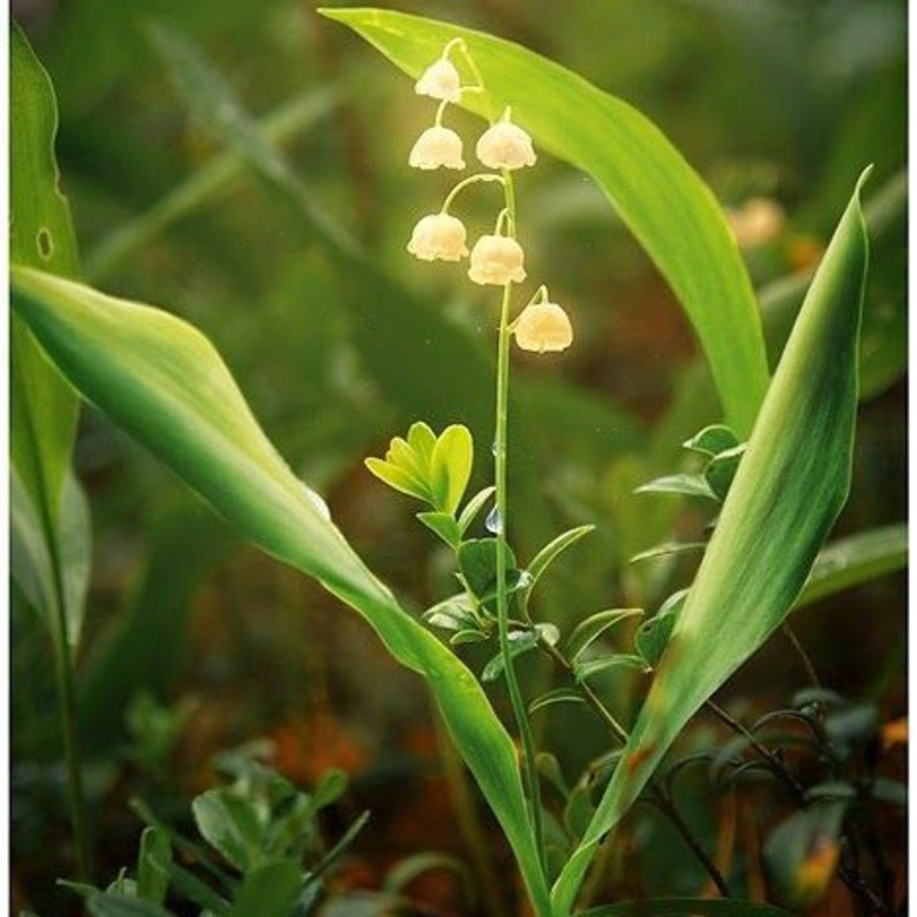 Lily Of The Valley