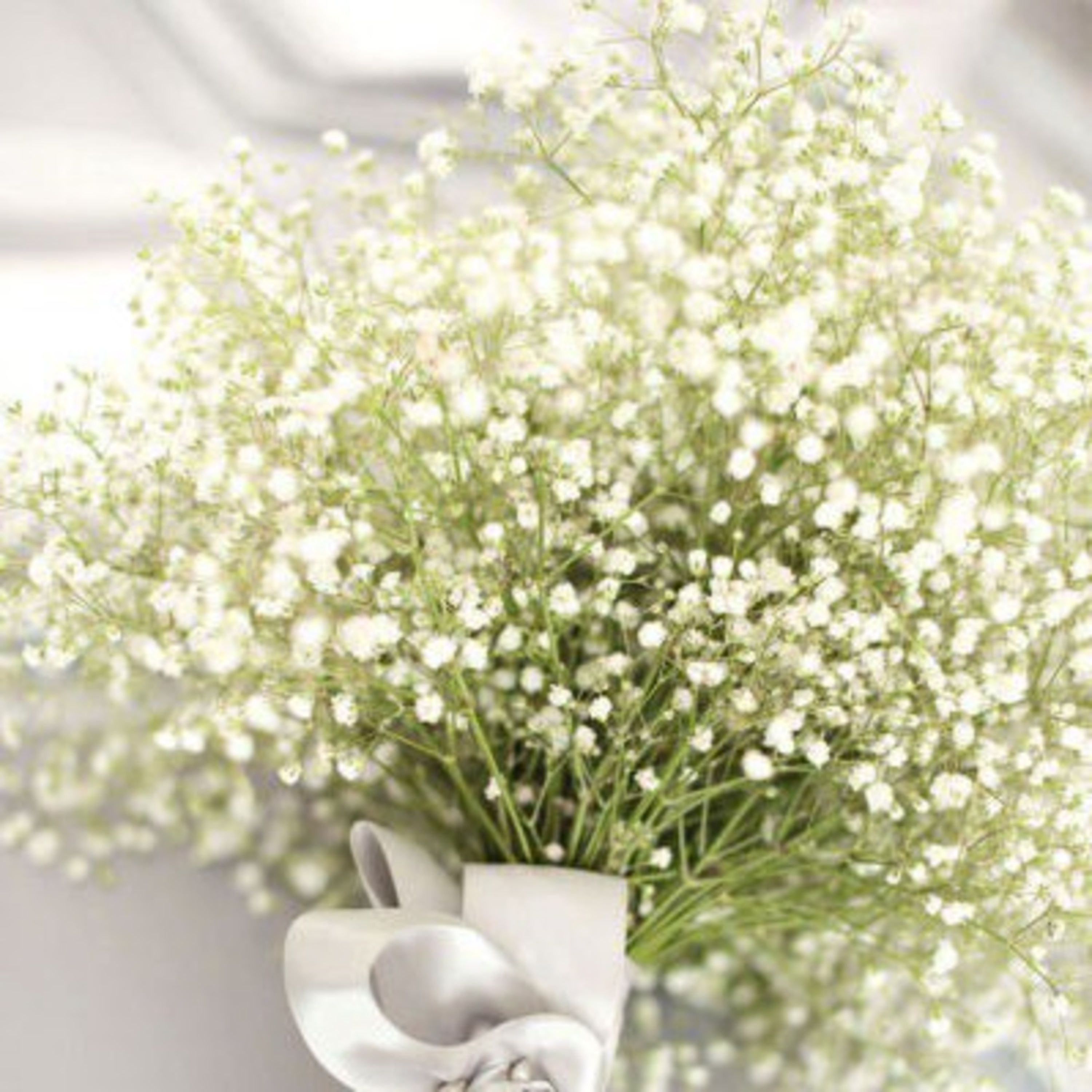 Lily Of The Valley