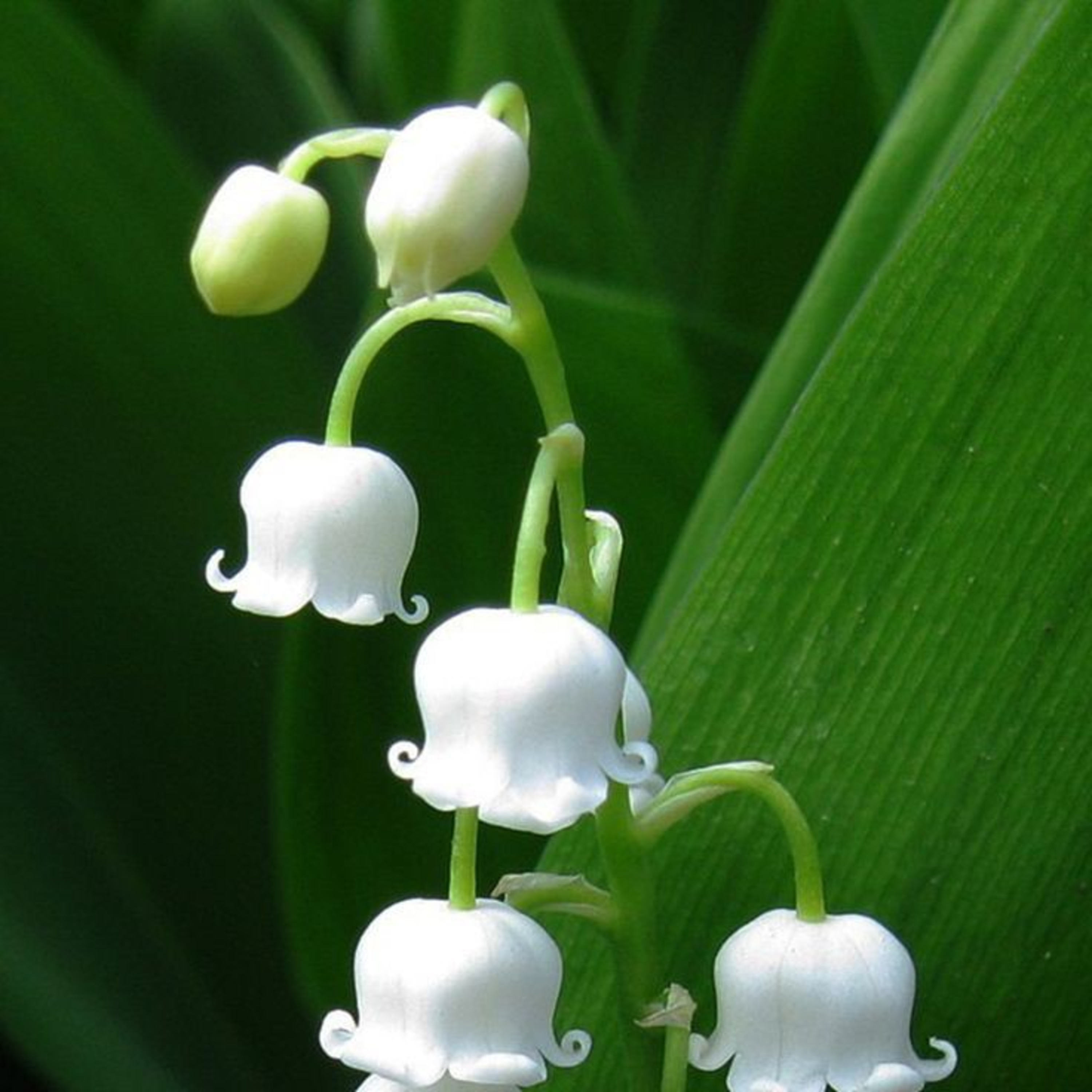 Lily Of The Valley