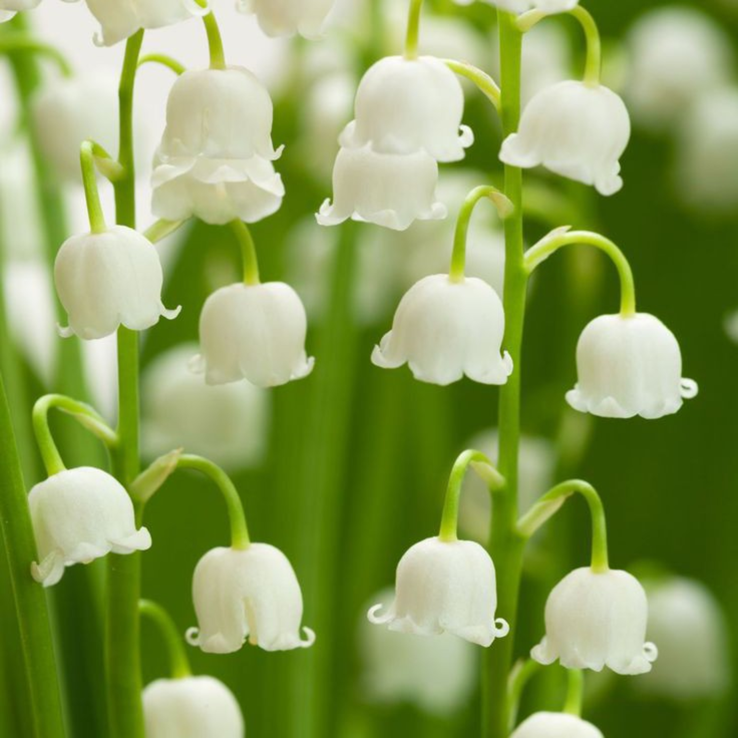 Lily Of The Valley