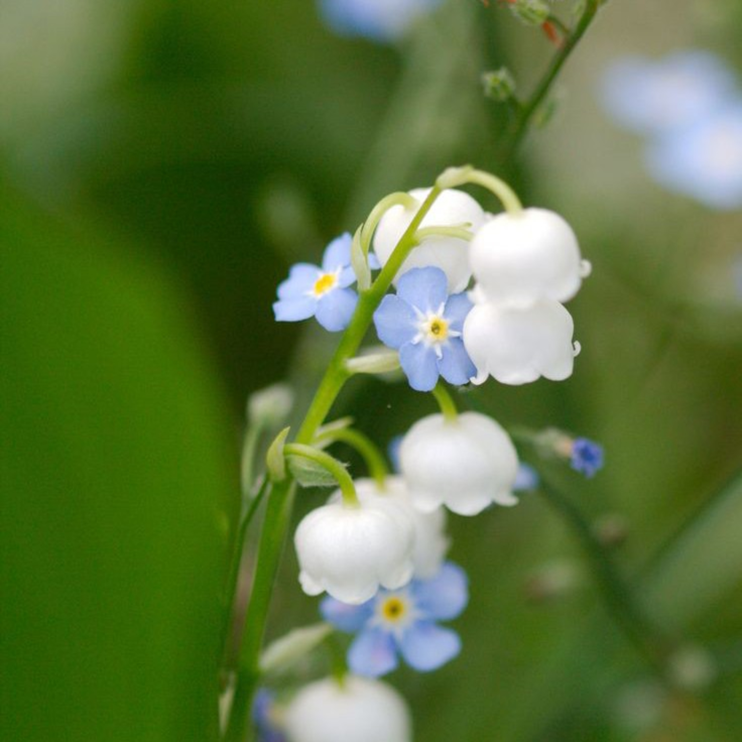 Lily Of The Valley