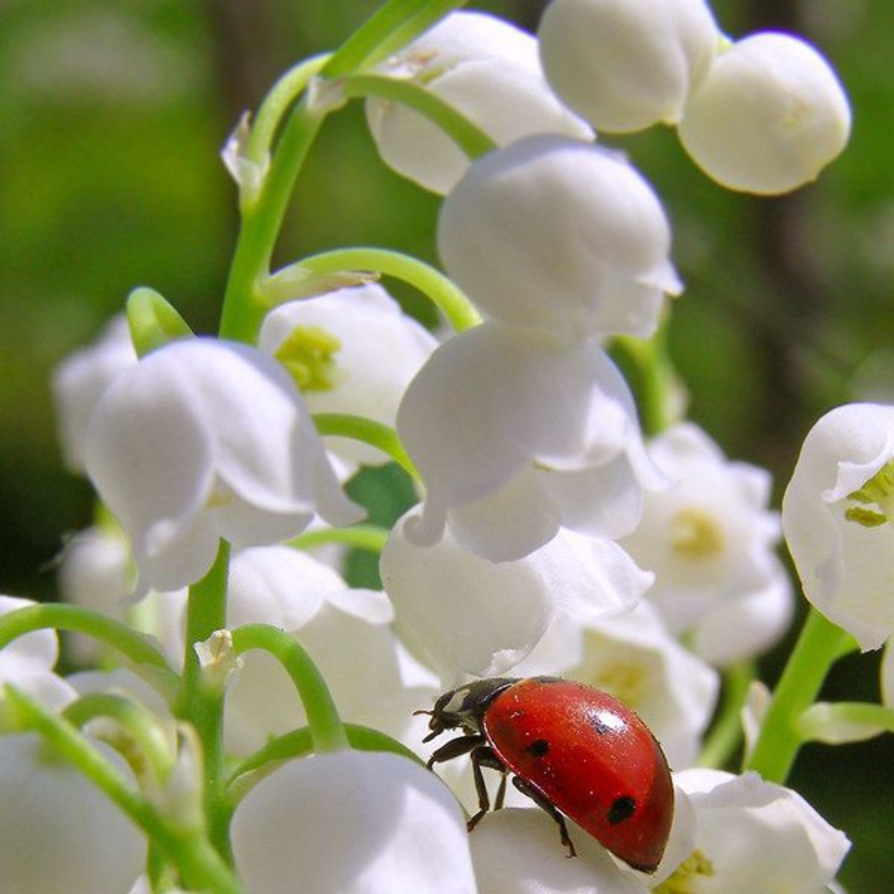 Lily Of The Valley