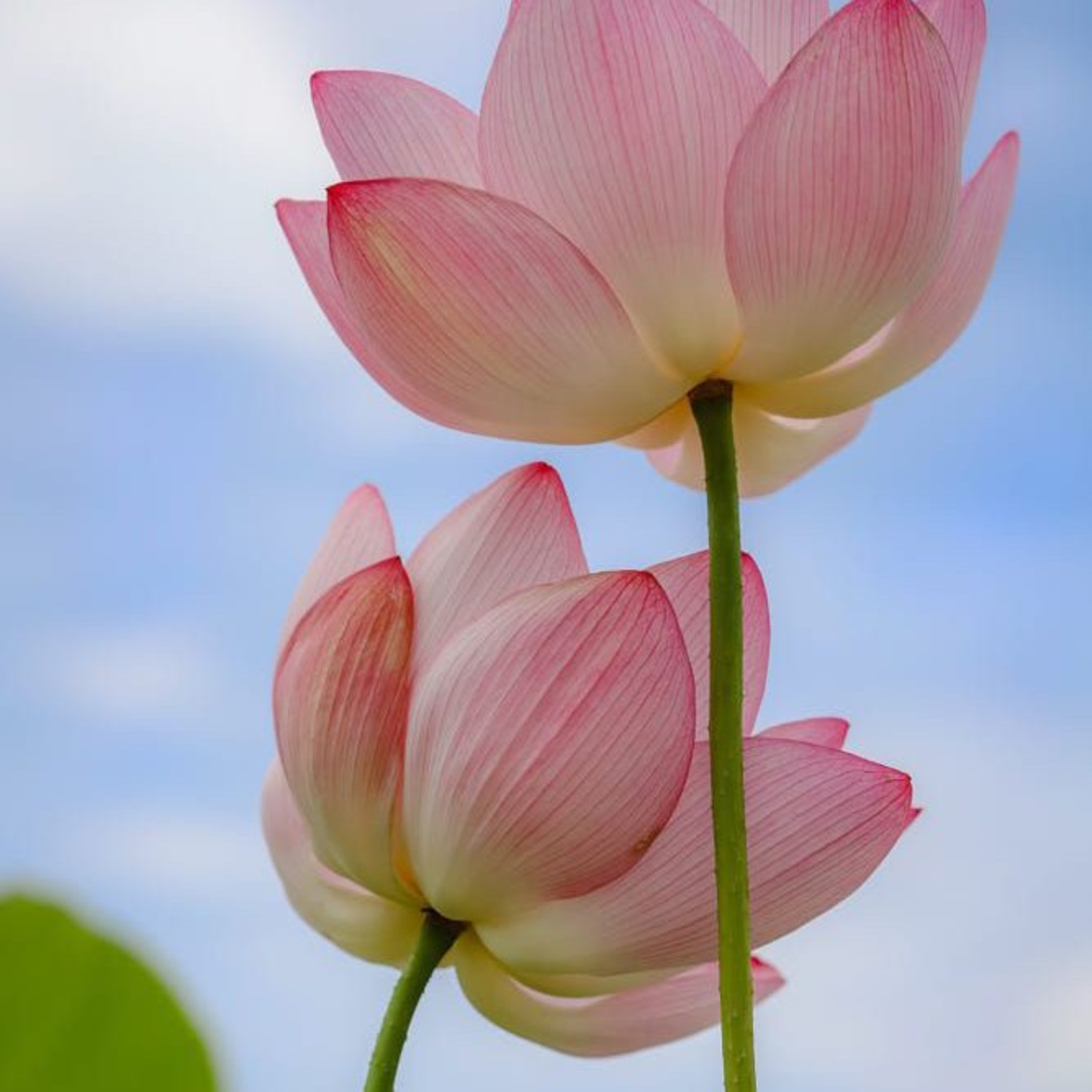 Lily Of The Valley