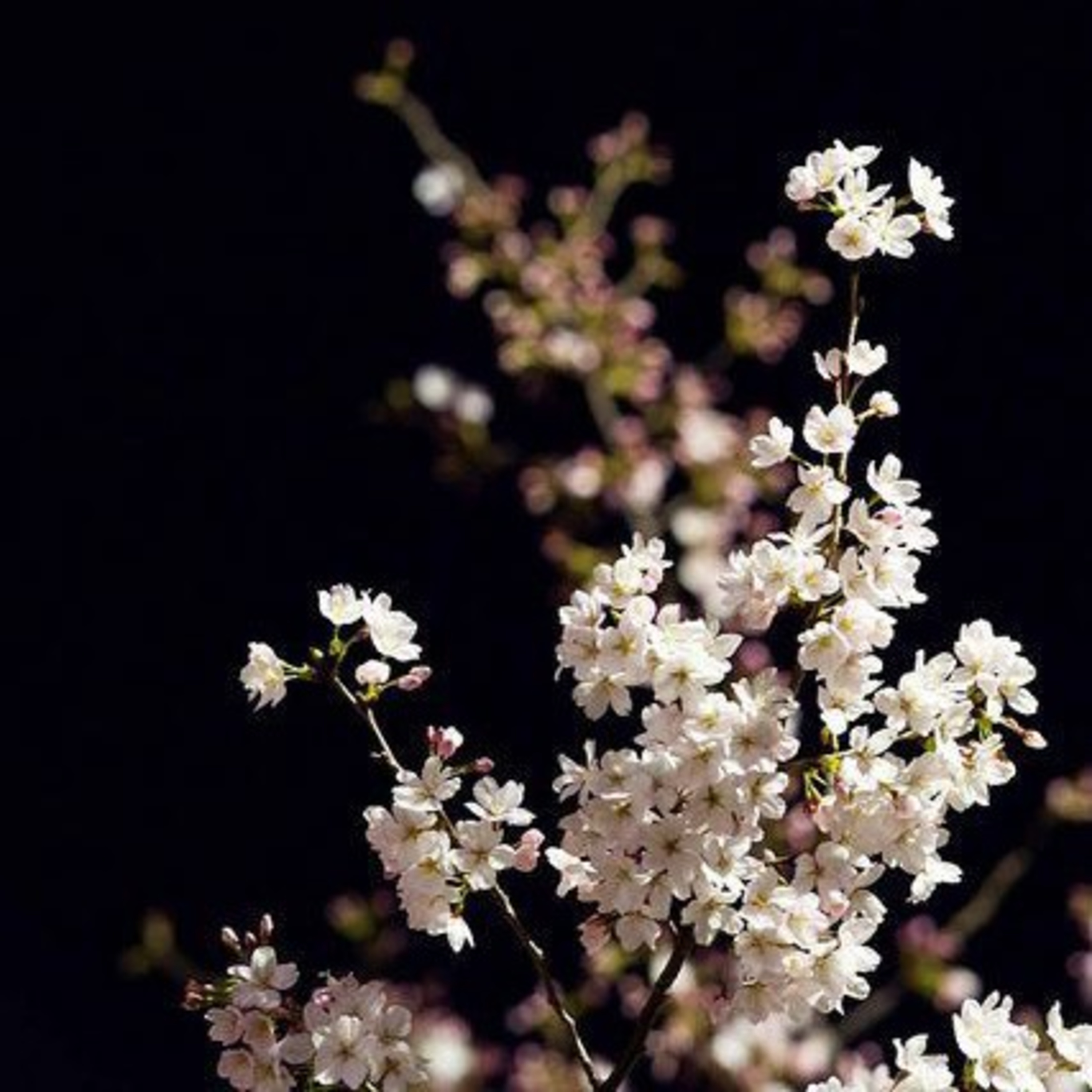 Lily Of The Valley