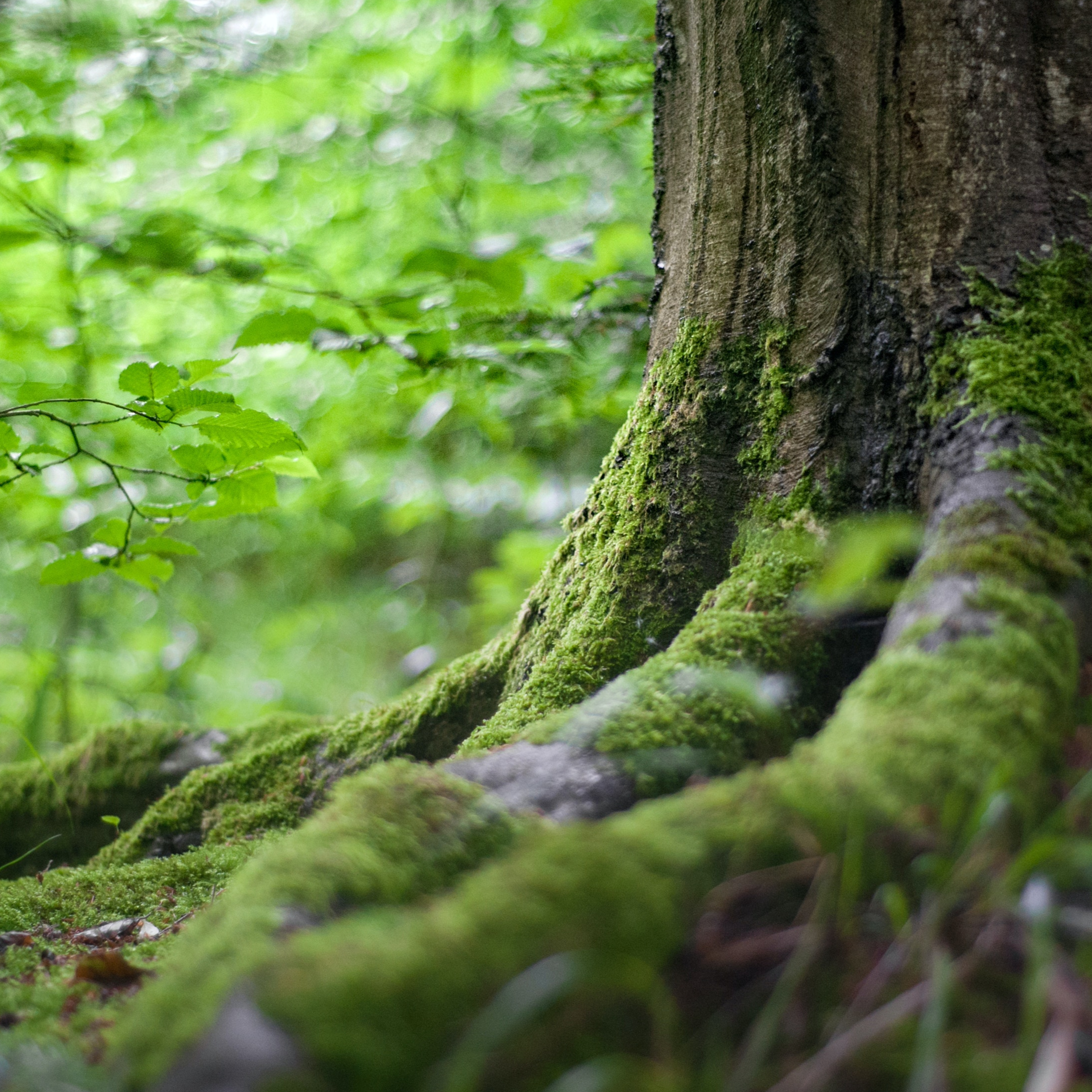 Der Wert der Natur