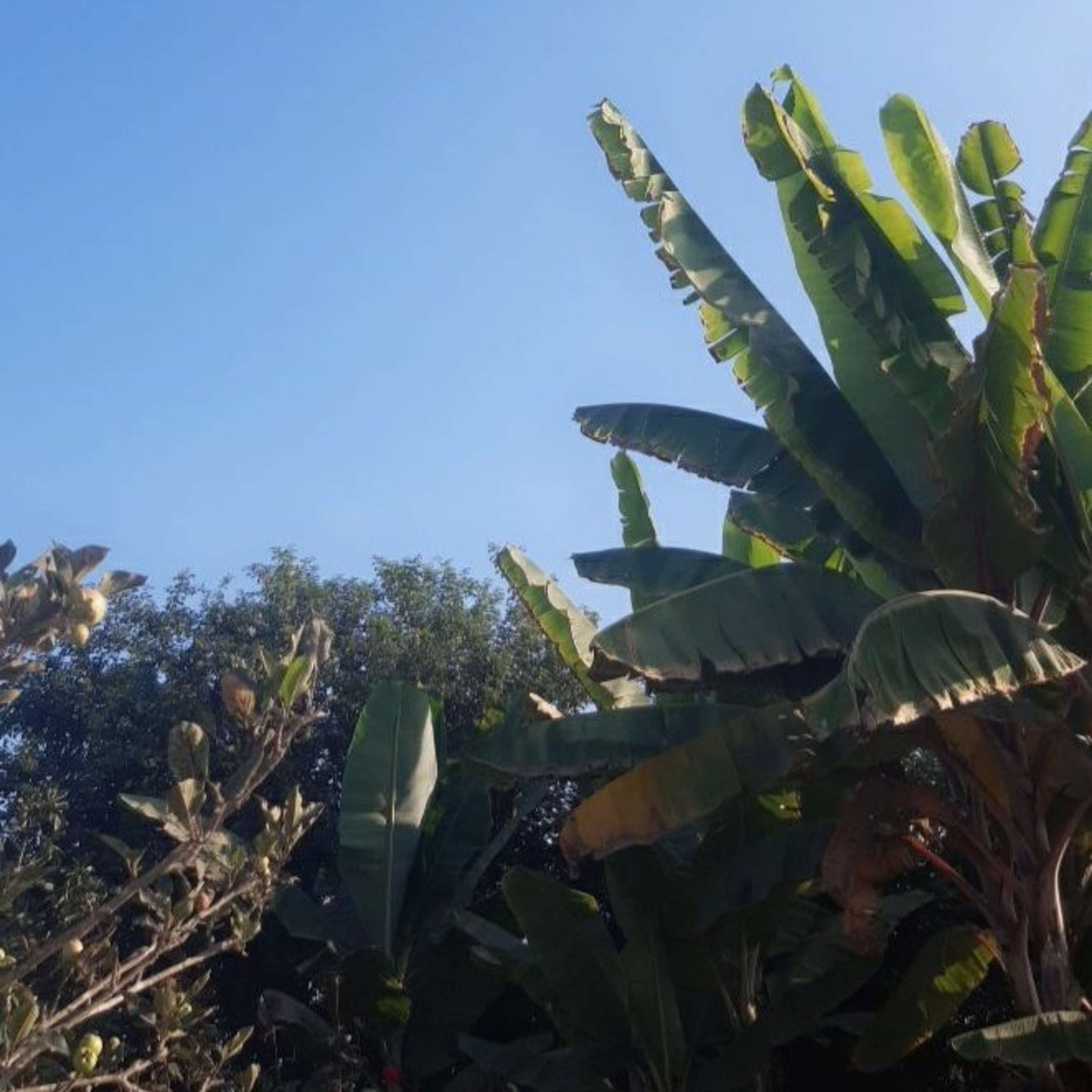 Conservación del medio ambiente y el cuidado de la salud en épocas de ...