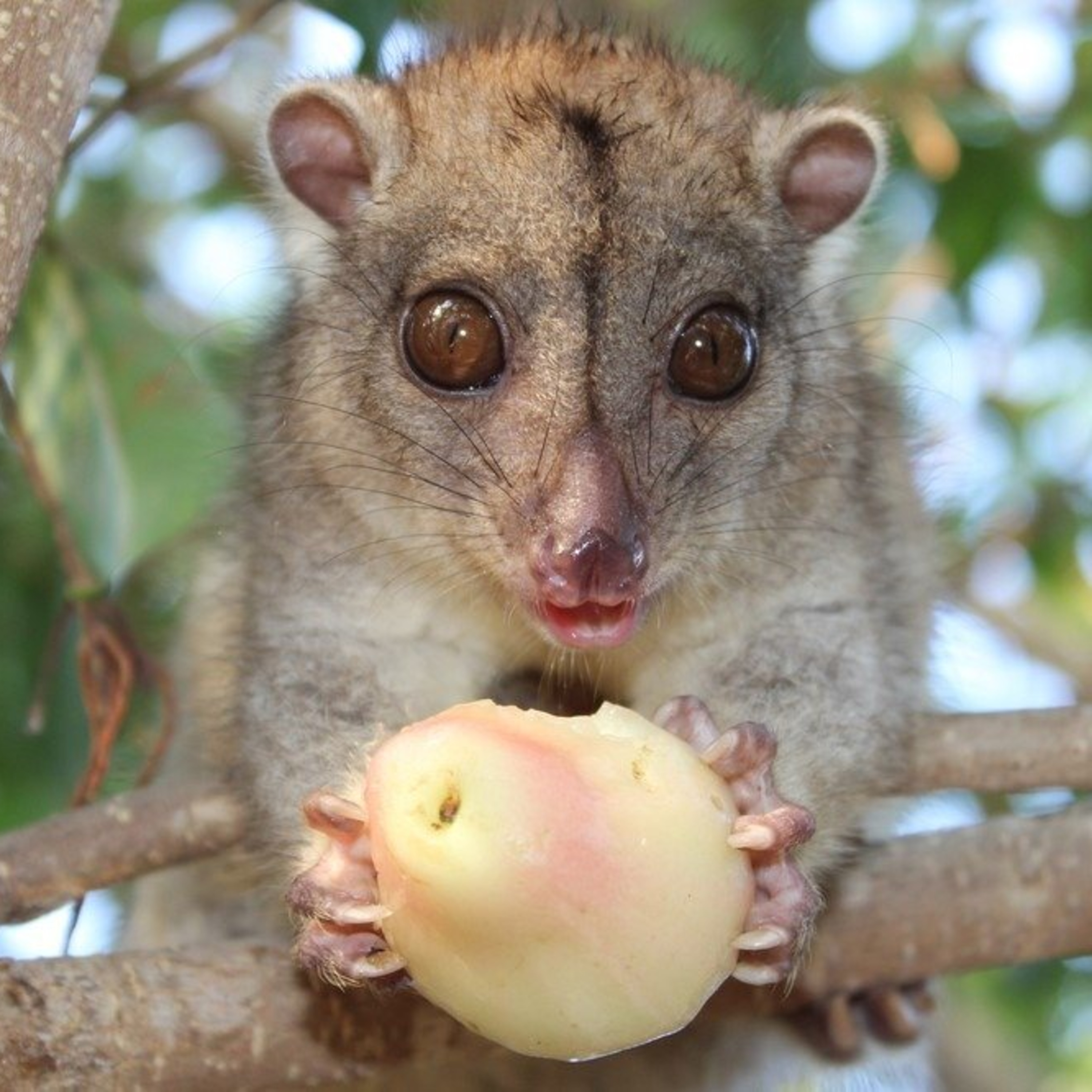 Plants & Animals World - Cuscus  episode artwork