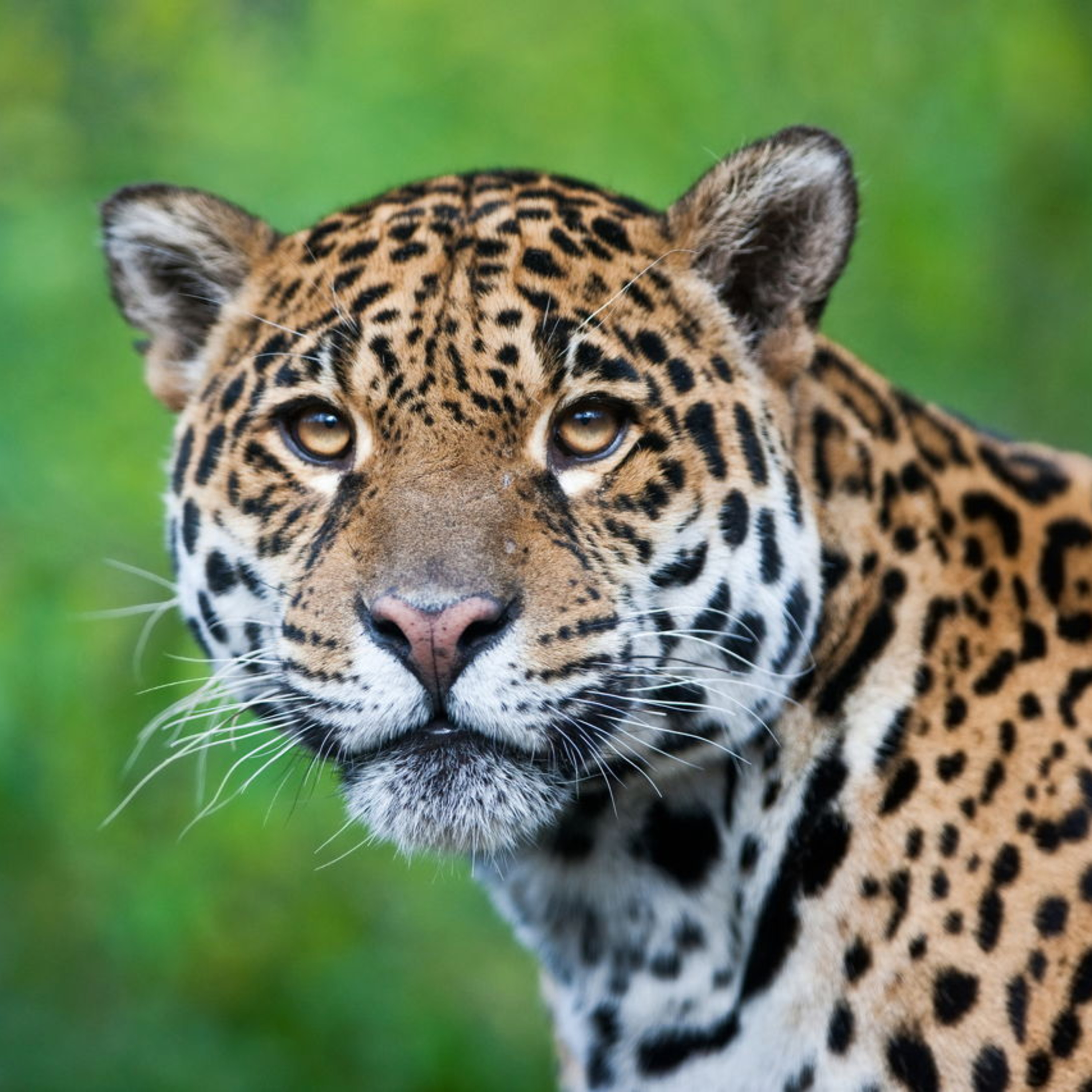 Jaguar vs Leopard (their differences) episode artwork