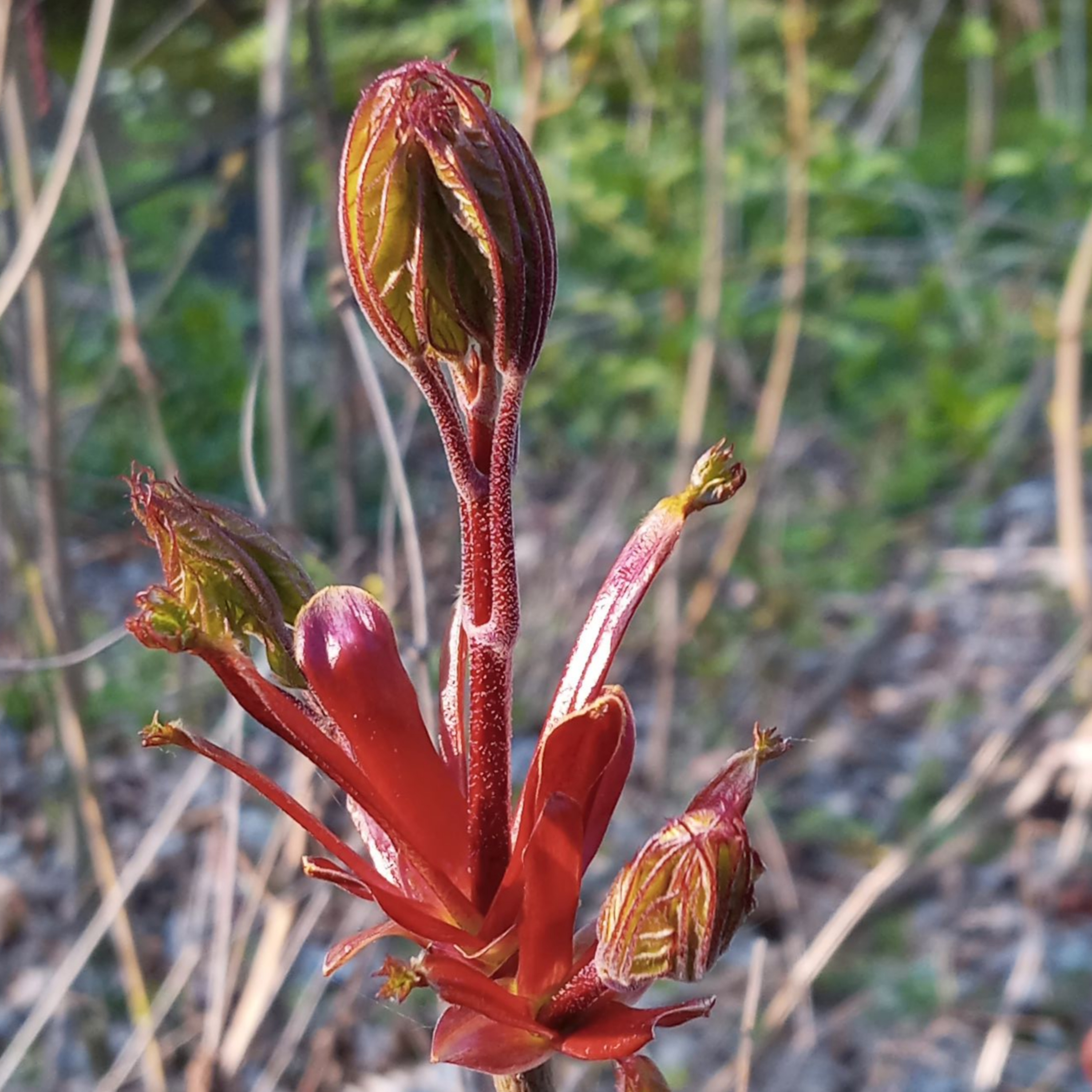 Sylva sylvarum