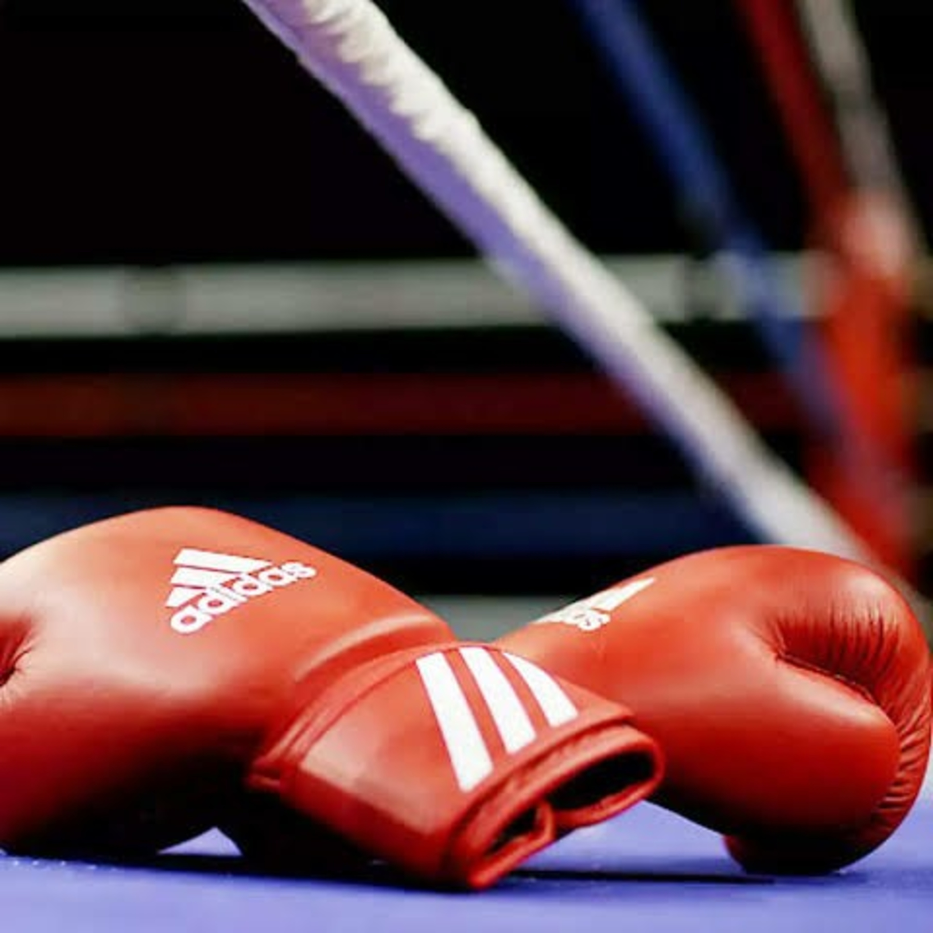 Boxingtotalmx