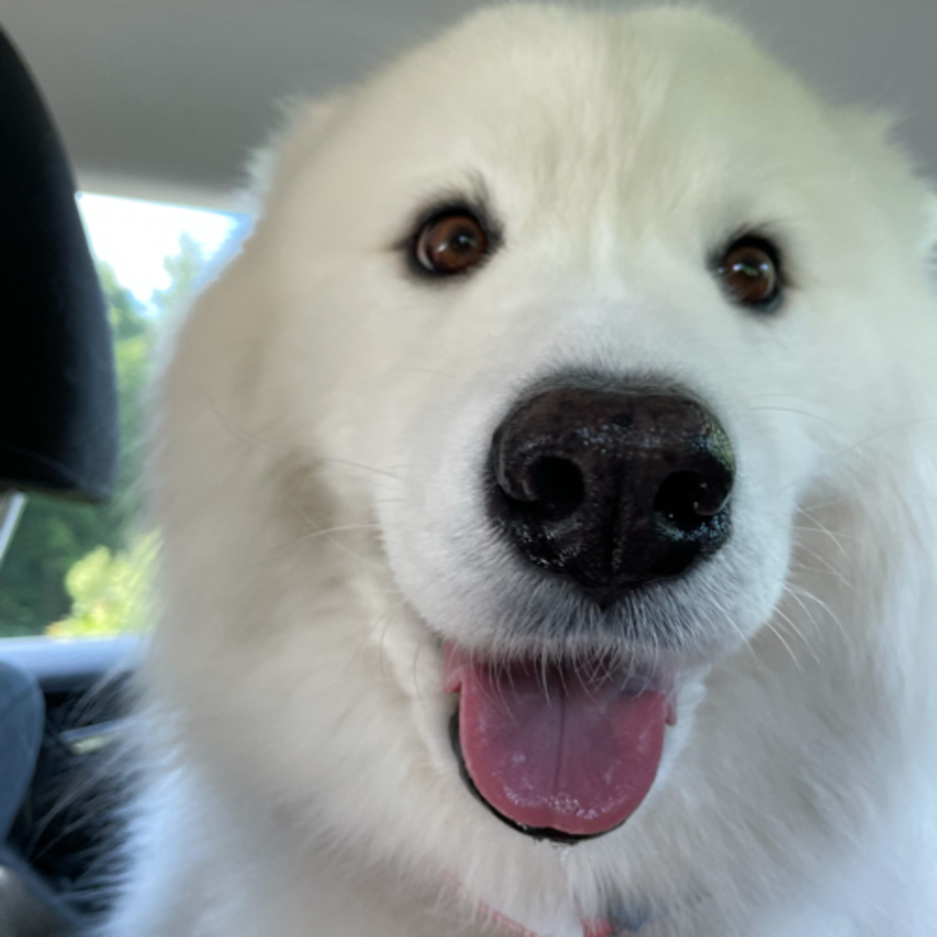 Paws for Mental Health
