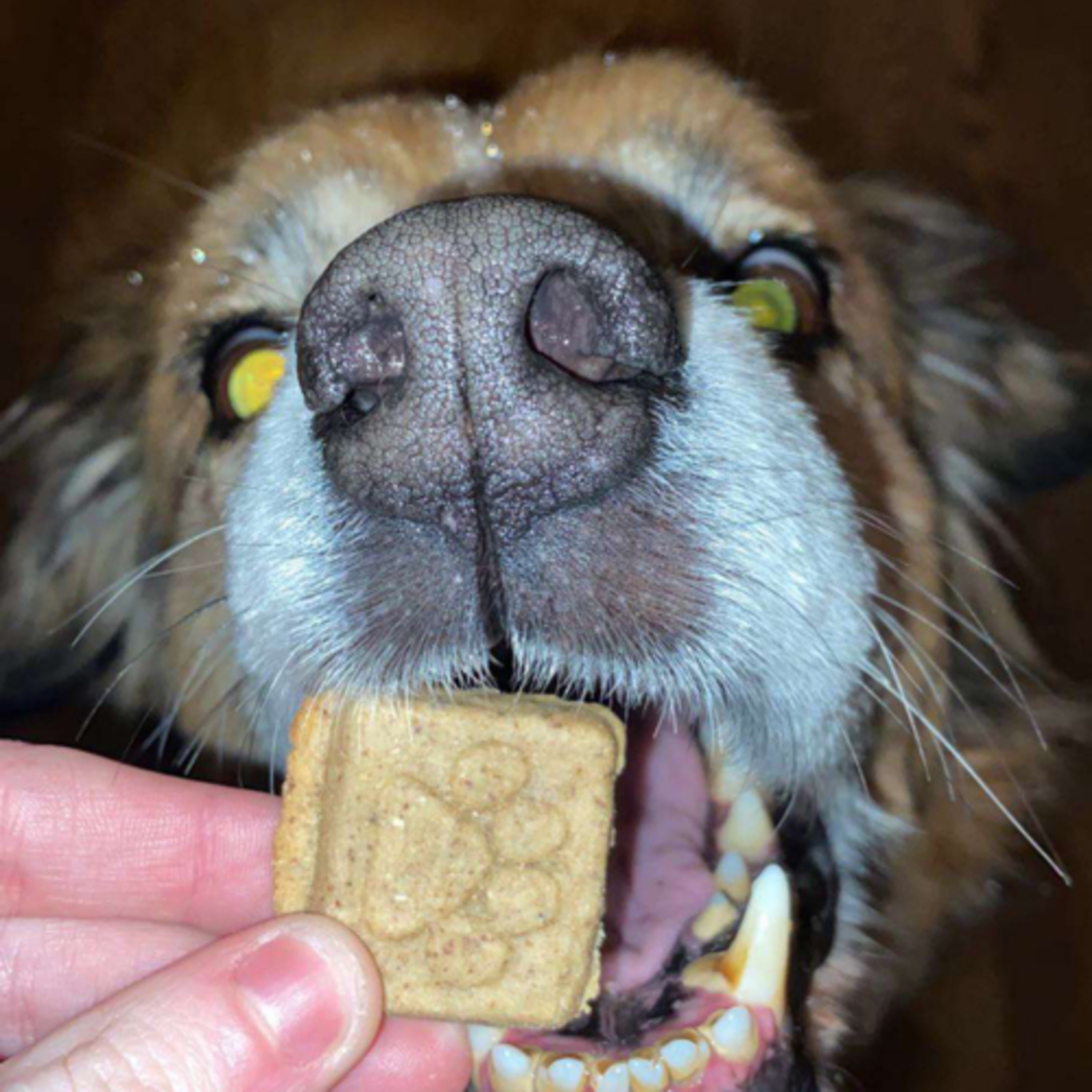 Paws for Mental Health