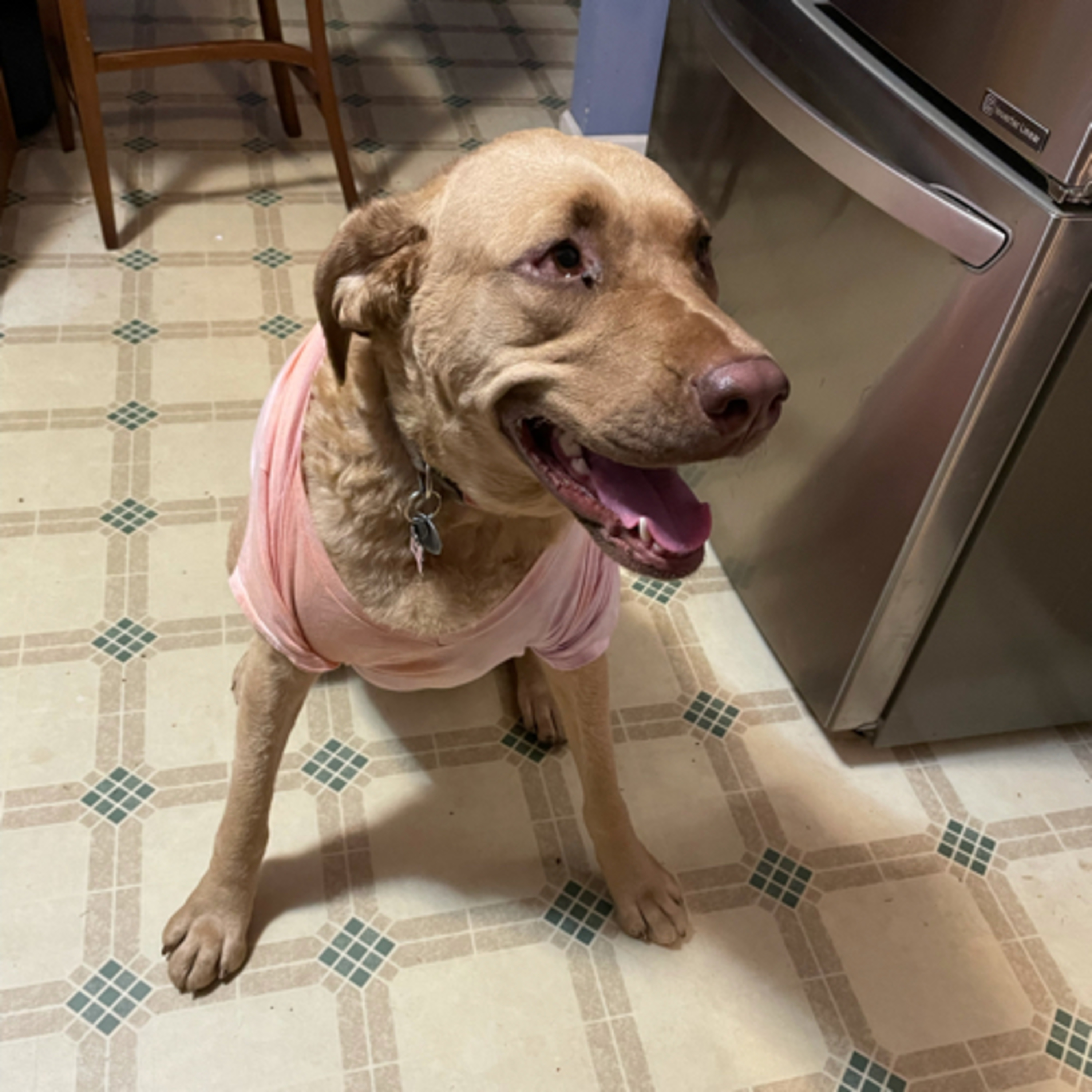 Paws for Mental Health