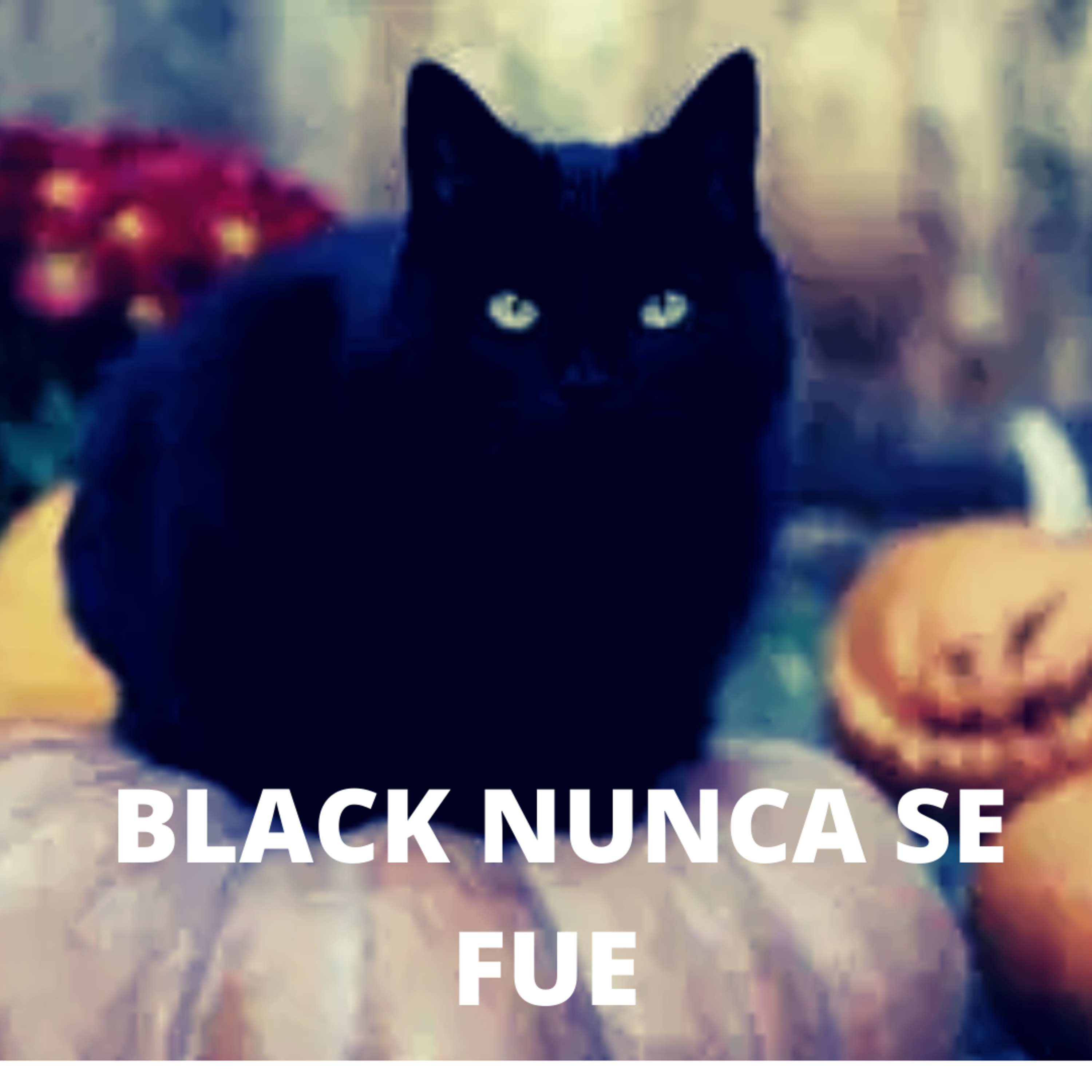 EPISODIO 4 MI GATO BLACK NUNCA SE FUE.  RELATOS DE TERROR episode artwork