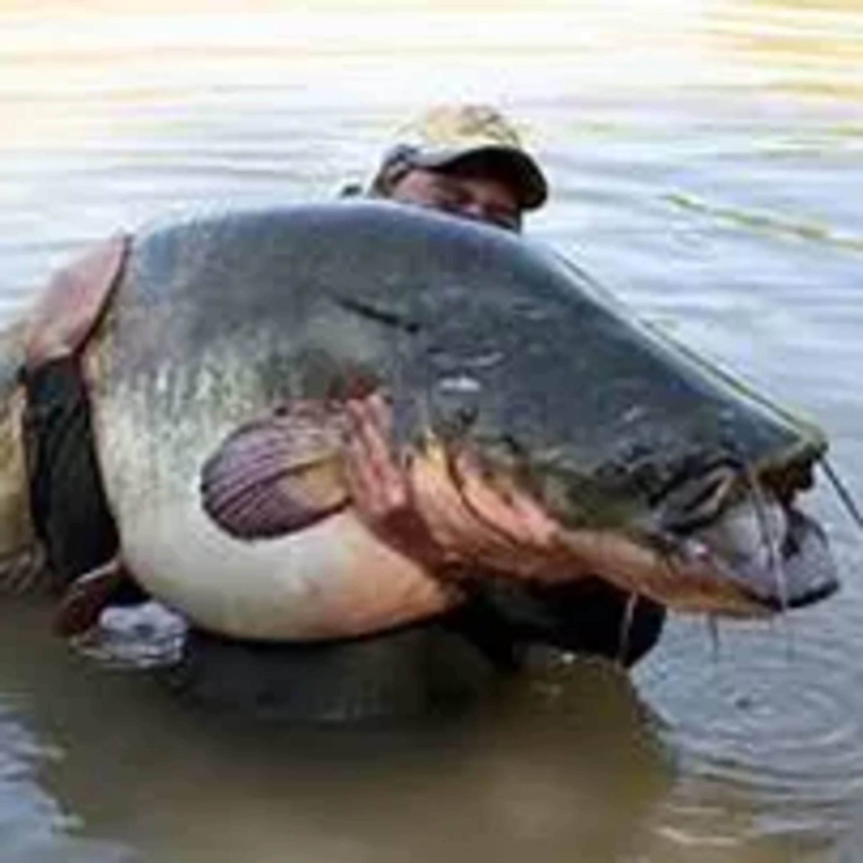 Catfish and Comparison Shopping