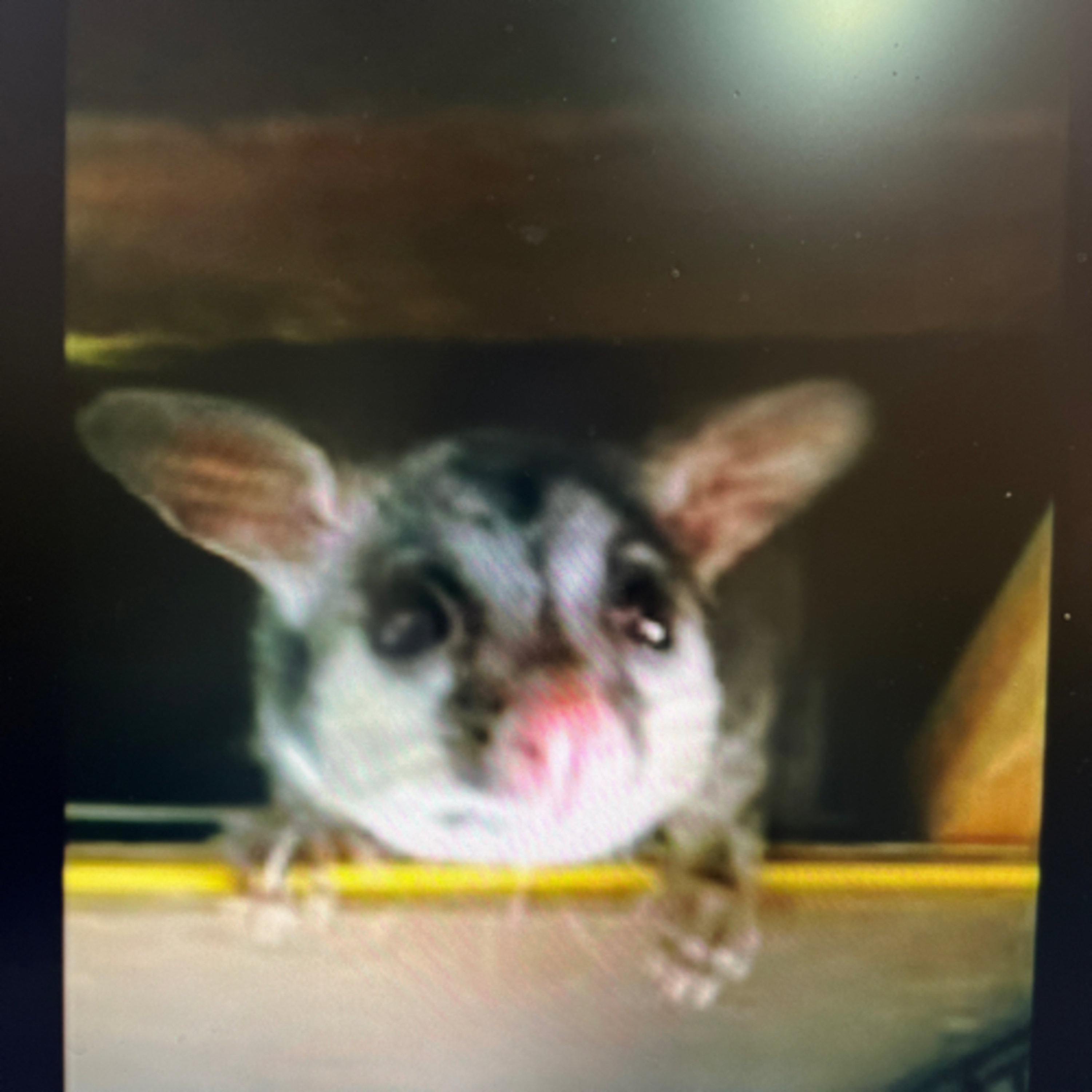 Peter the Australian Possum episode artwork