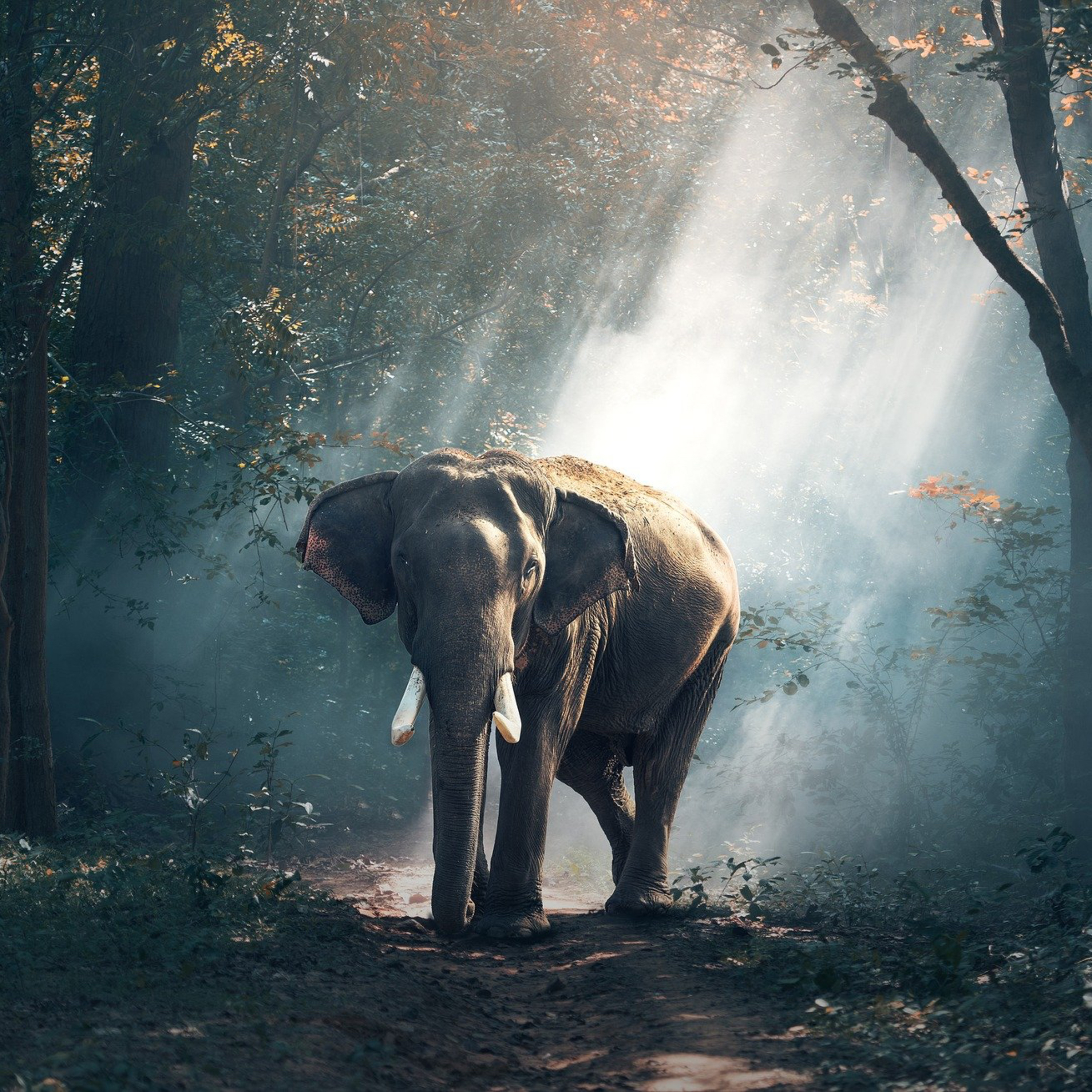 Renki l’Éléphant
