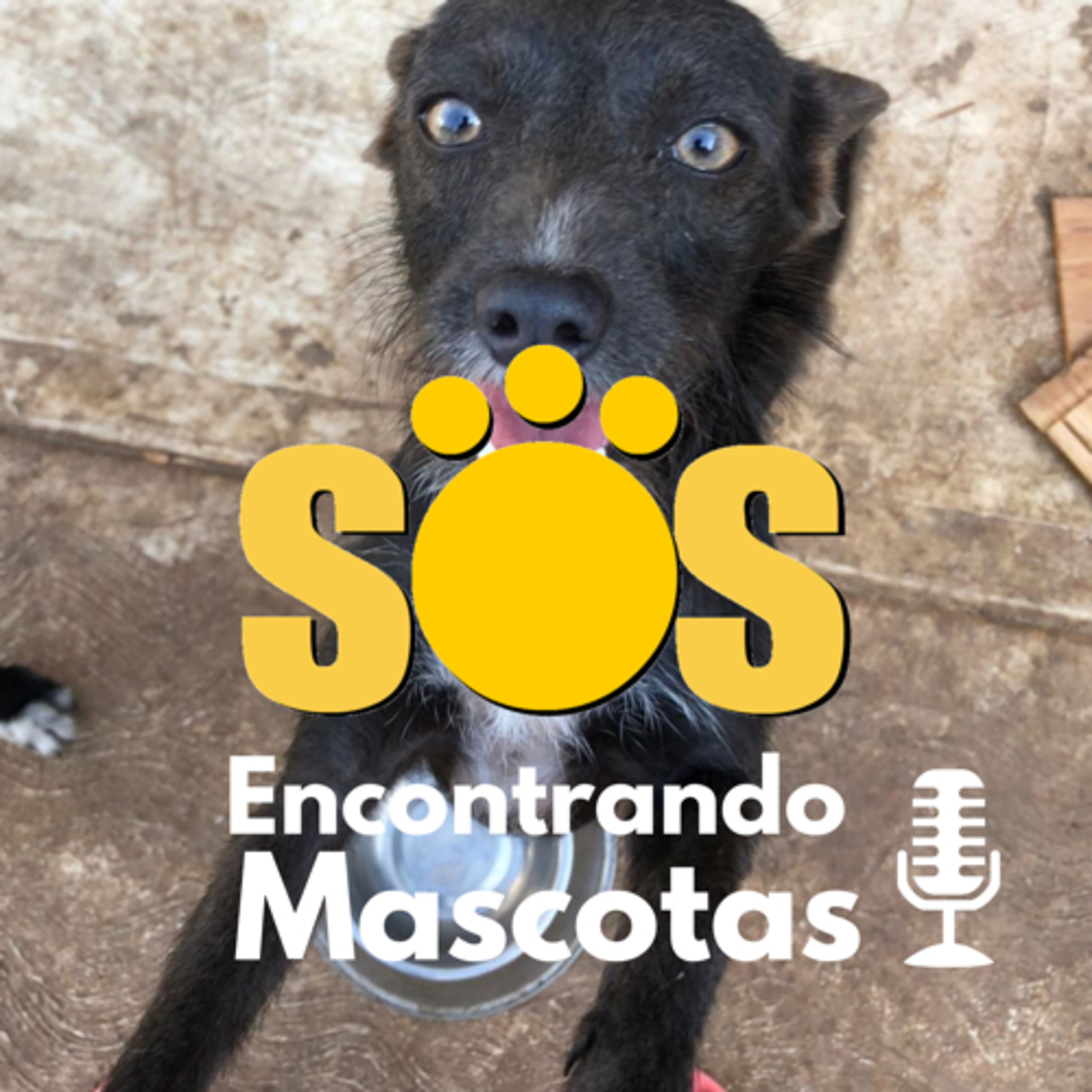 SOS Encontrando Mascotas