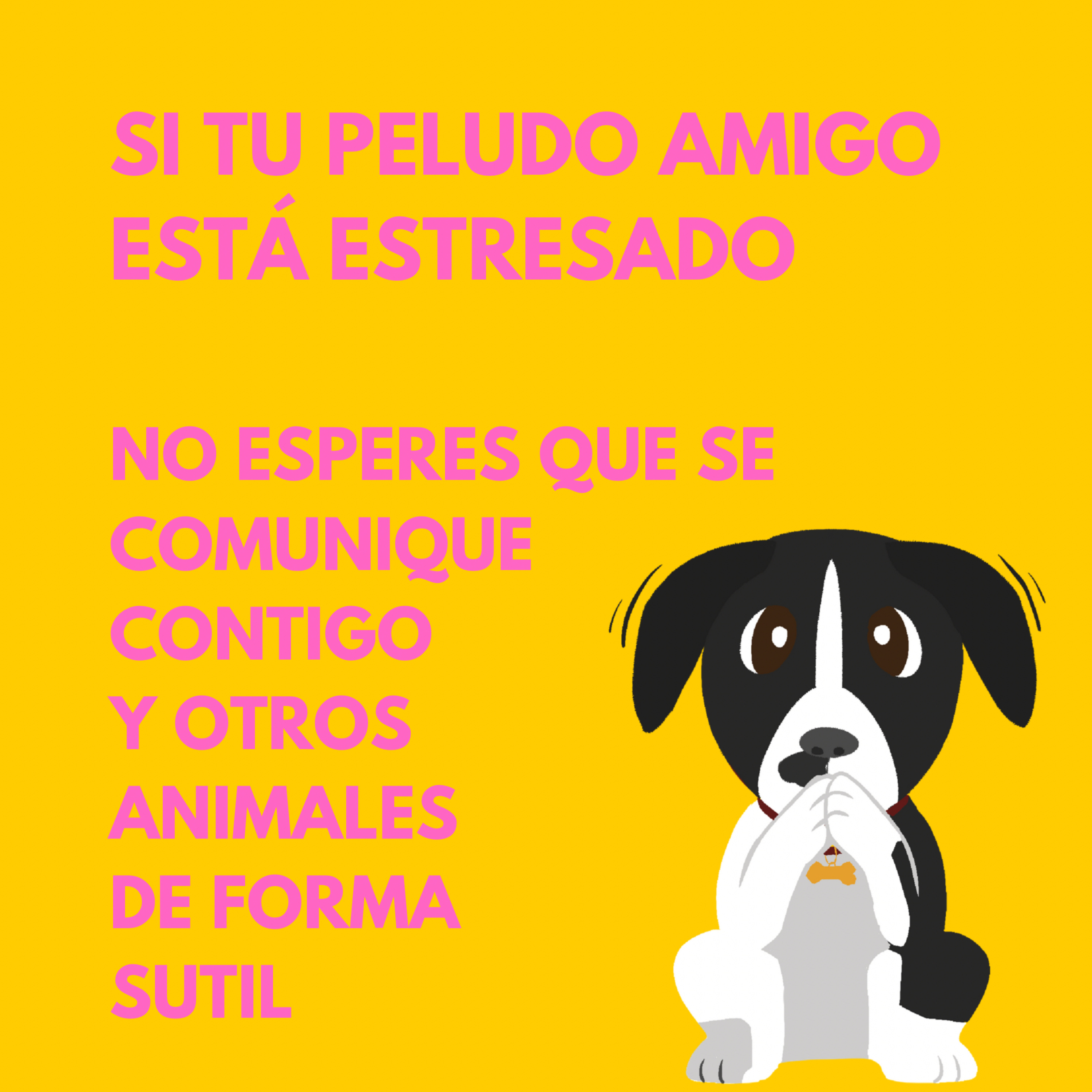 SOS Encontrando Mascotas