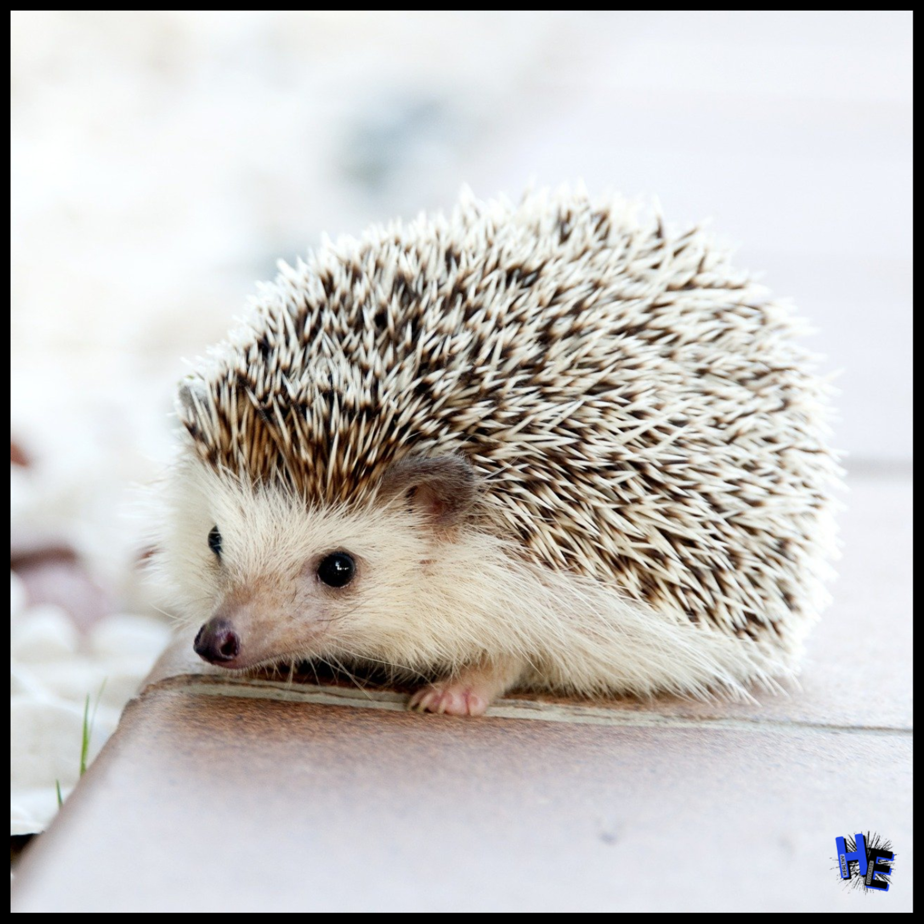 107- Finding our Inner Hedgehog  episode artwork
